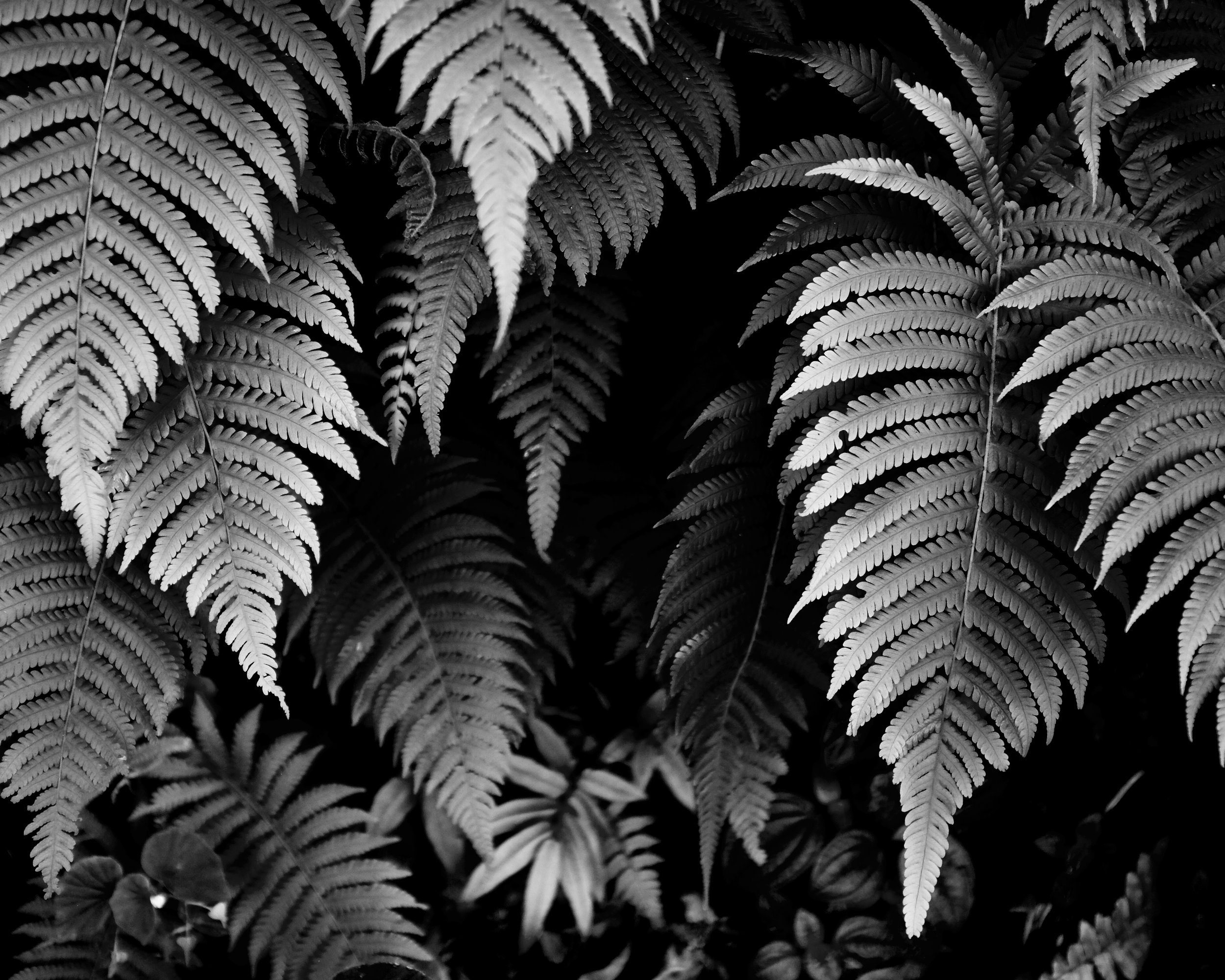 Heart of the forest