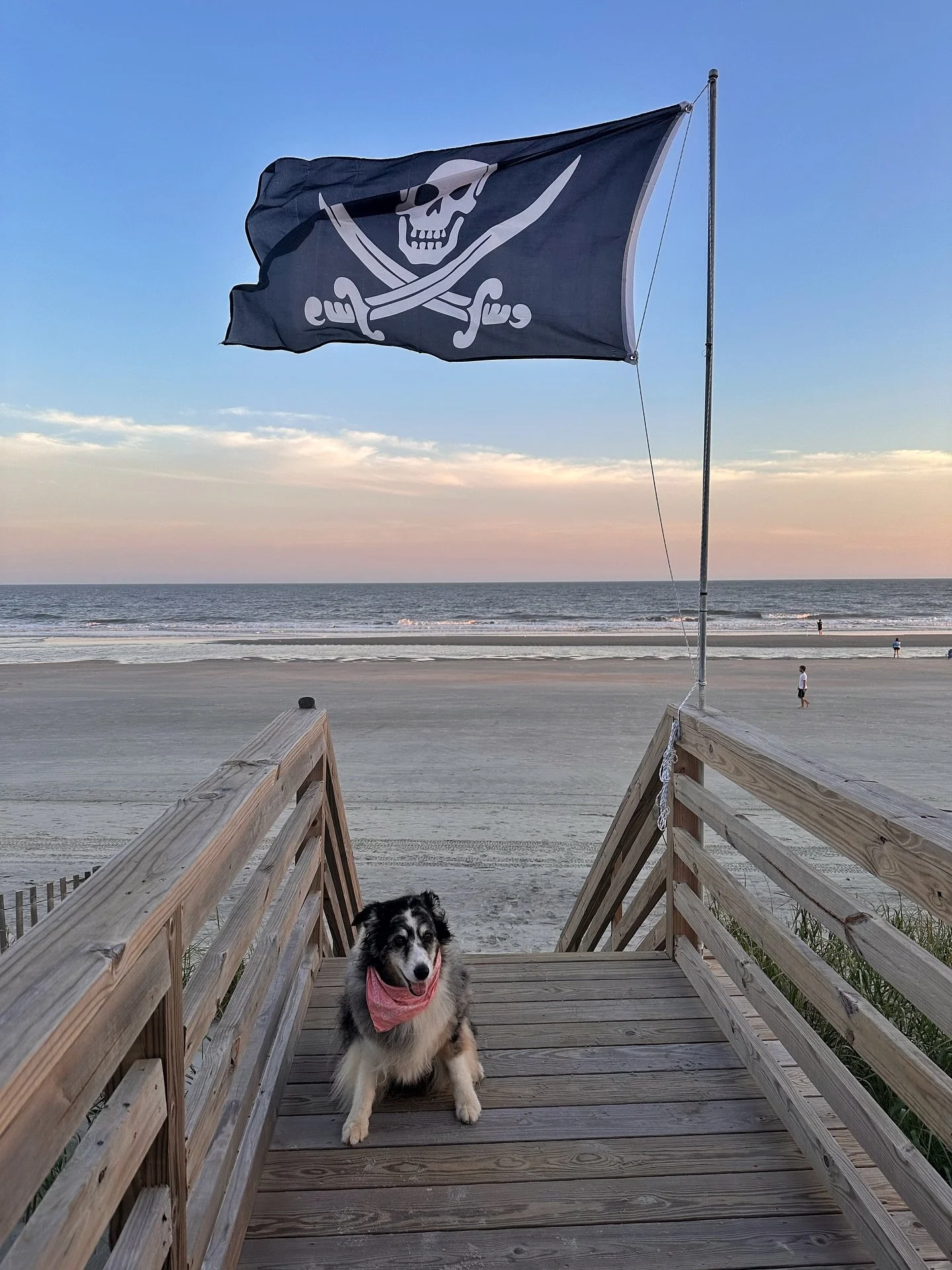 Sierra&rsquo;s first time seeing the ocean 🌊 🏴&zwj;☠️ 🐶 

My dog is 14 and she absolutely loved it. Sharing some of her beach highlights here because they pretty much melted my heart. I&rsquo;m so happy I got to share these moments with her. 

🐕 