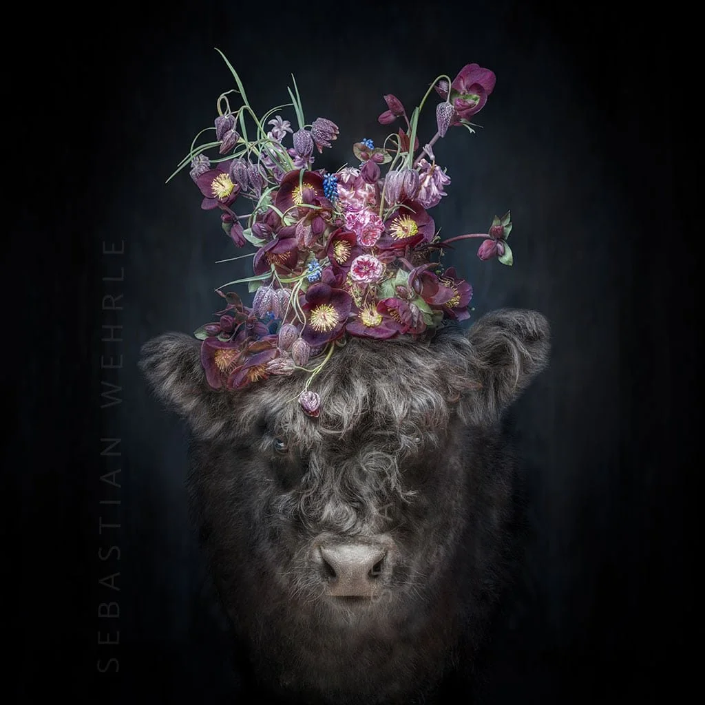 Schwarzbraunes Hochlandrind mit einem Blumenarrangement auf dem Kopf vor dunklem Hintergrund.