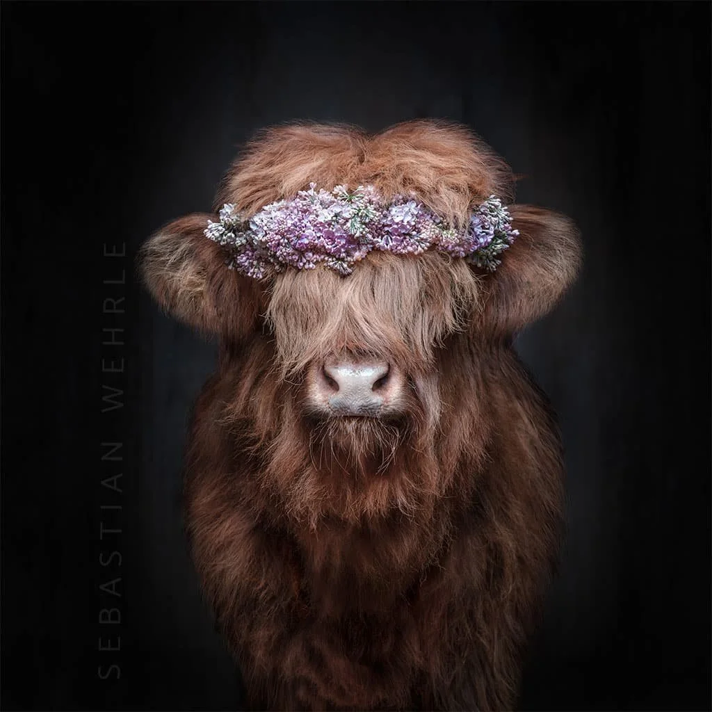Ein Highland-Rind mit dichtem, langem Fell trägt einen Blumenkranz auf dem Kopf. Der Hintergrund ist dunkel.