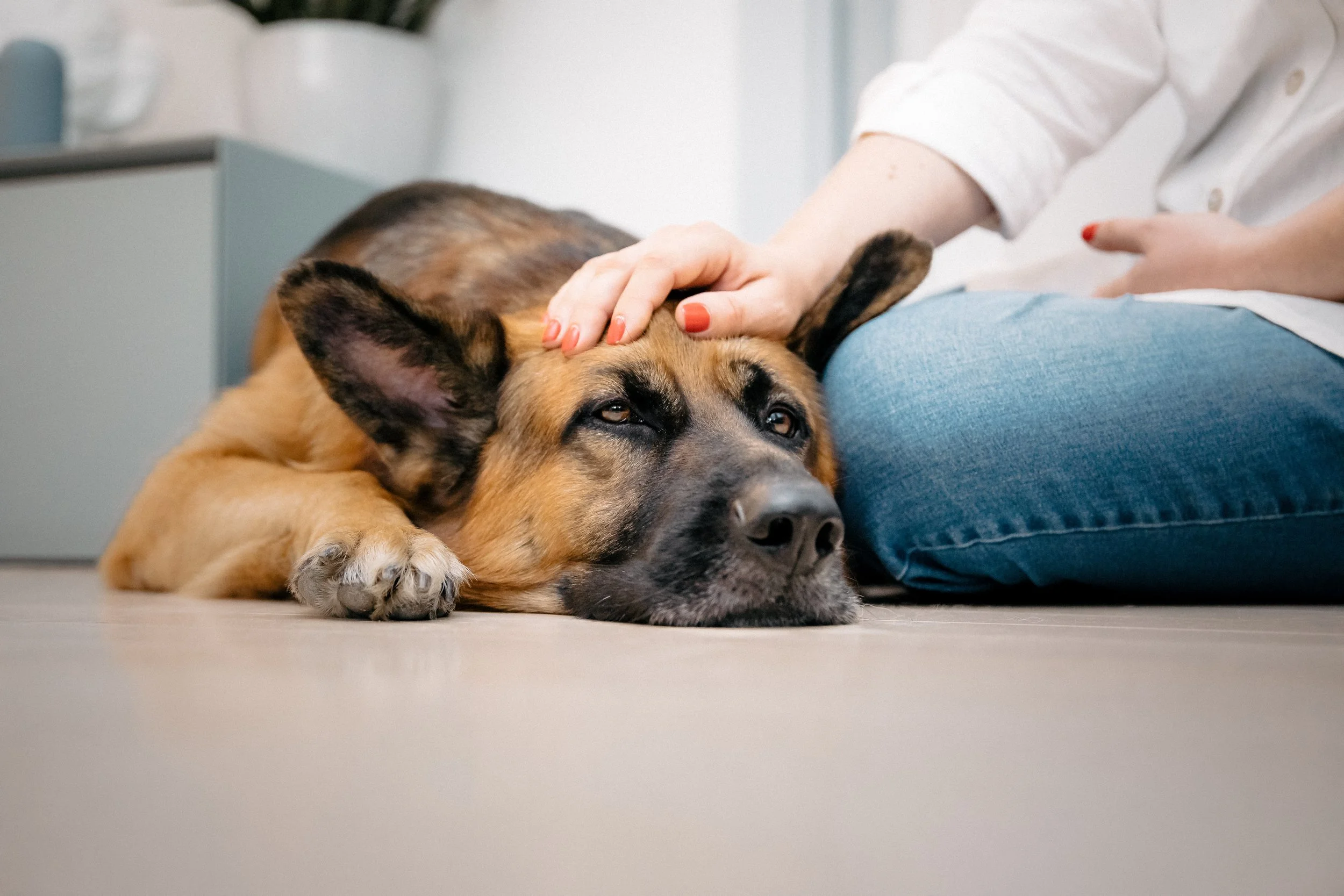 Is Your Pet in Pain? Signs You Should Never Ignore