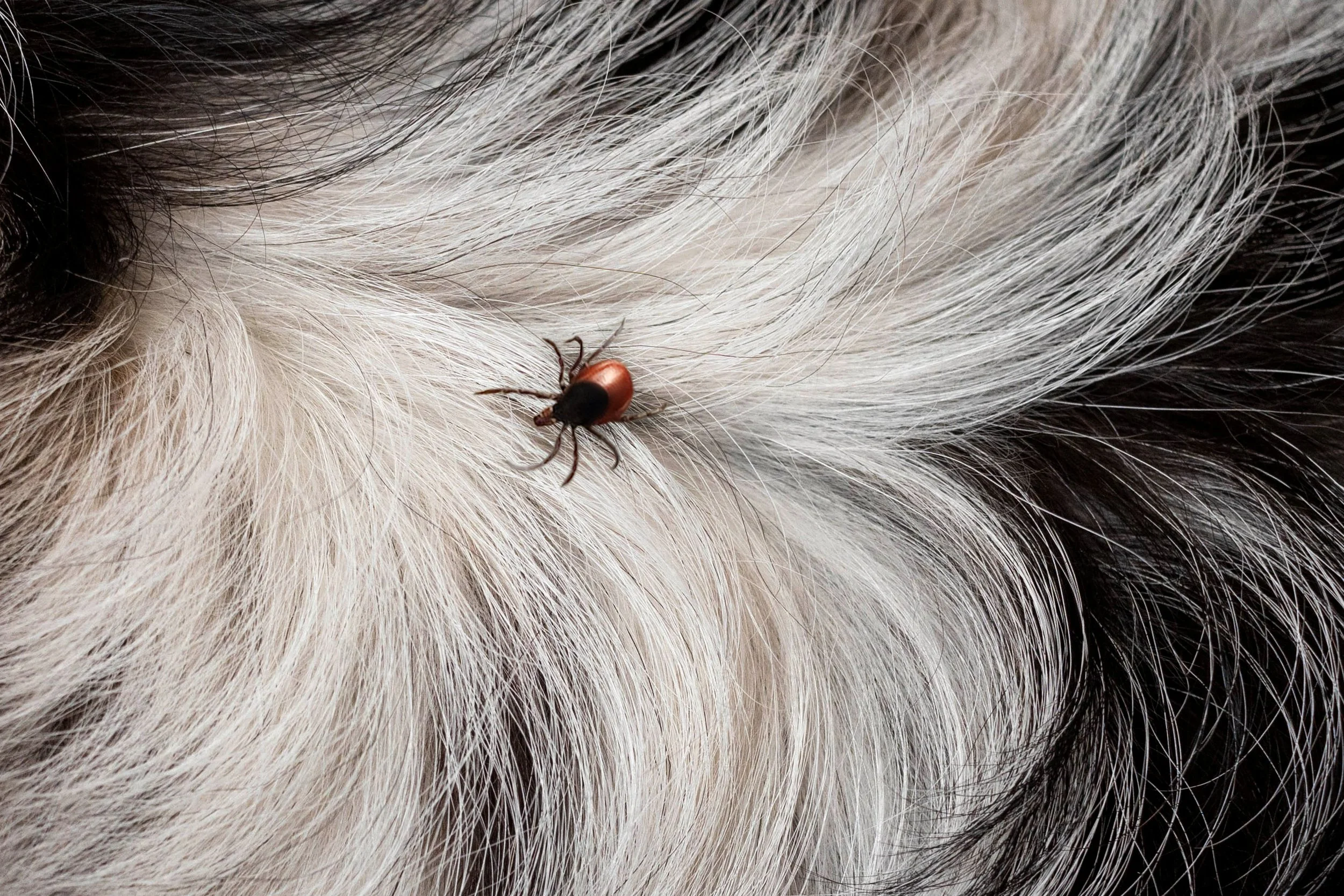 Fleas and Ticks: The Invisible Threat to Your Pet