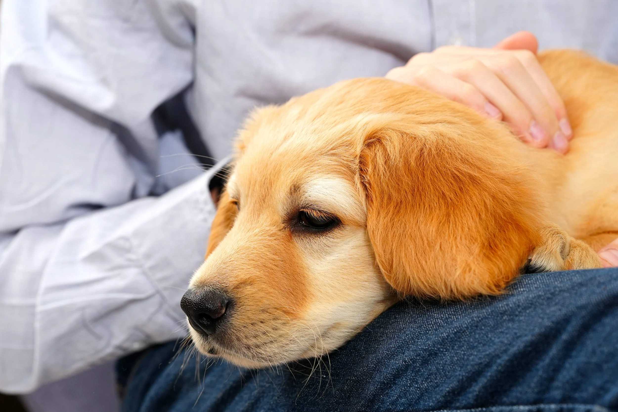 Sprains, Injuries, and Muscle Pain in Pets: What to Do Quickly