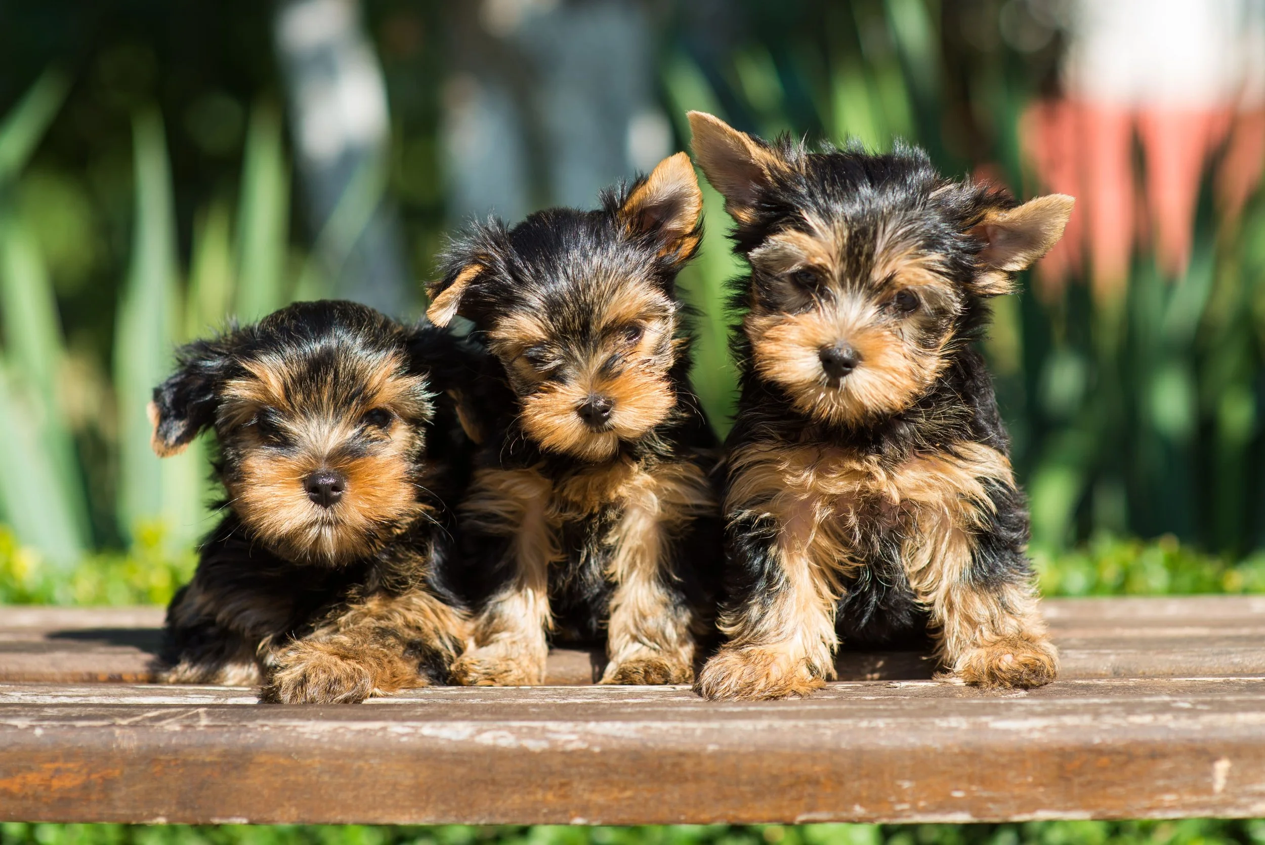 Supporting Your Puppy’s Growth: What You Need to Know