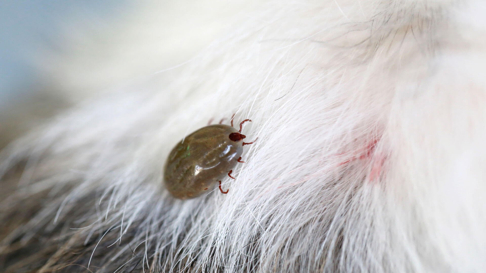 Fleas Are Not Just an Itching Problem