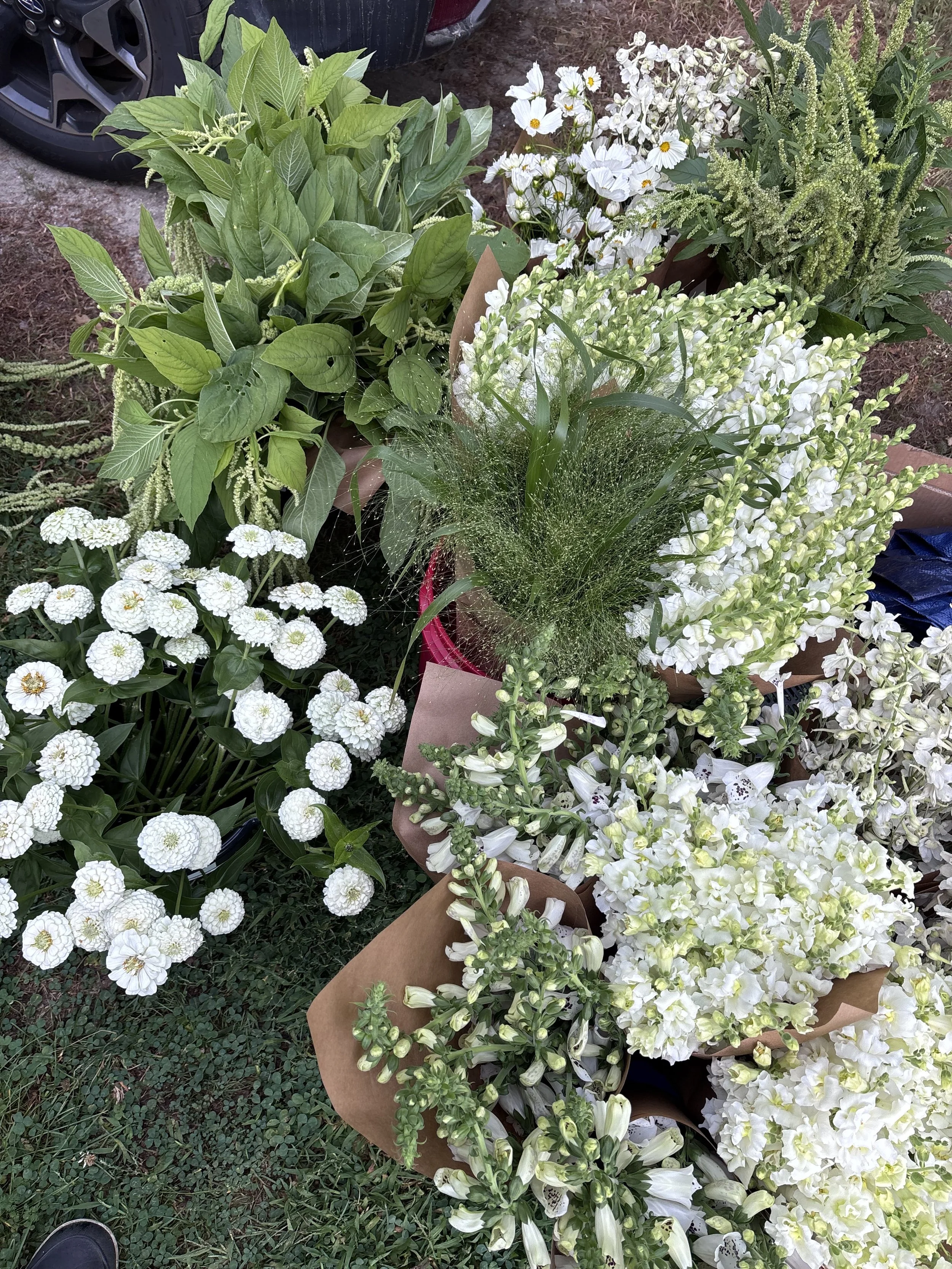 Photo Aug 19 2025, 07 59 10.jpg