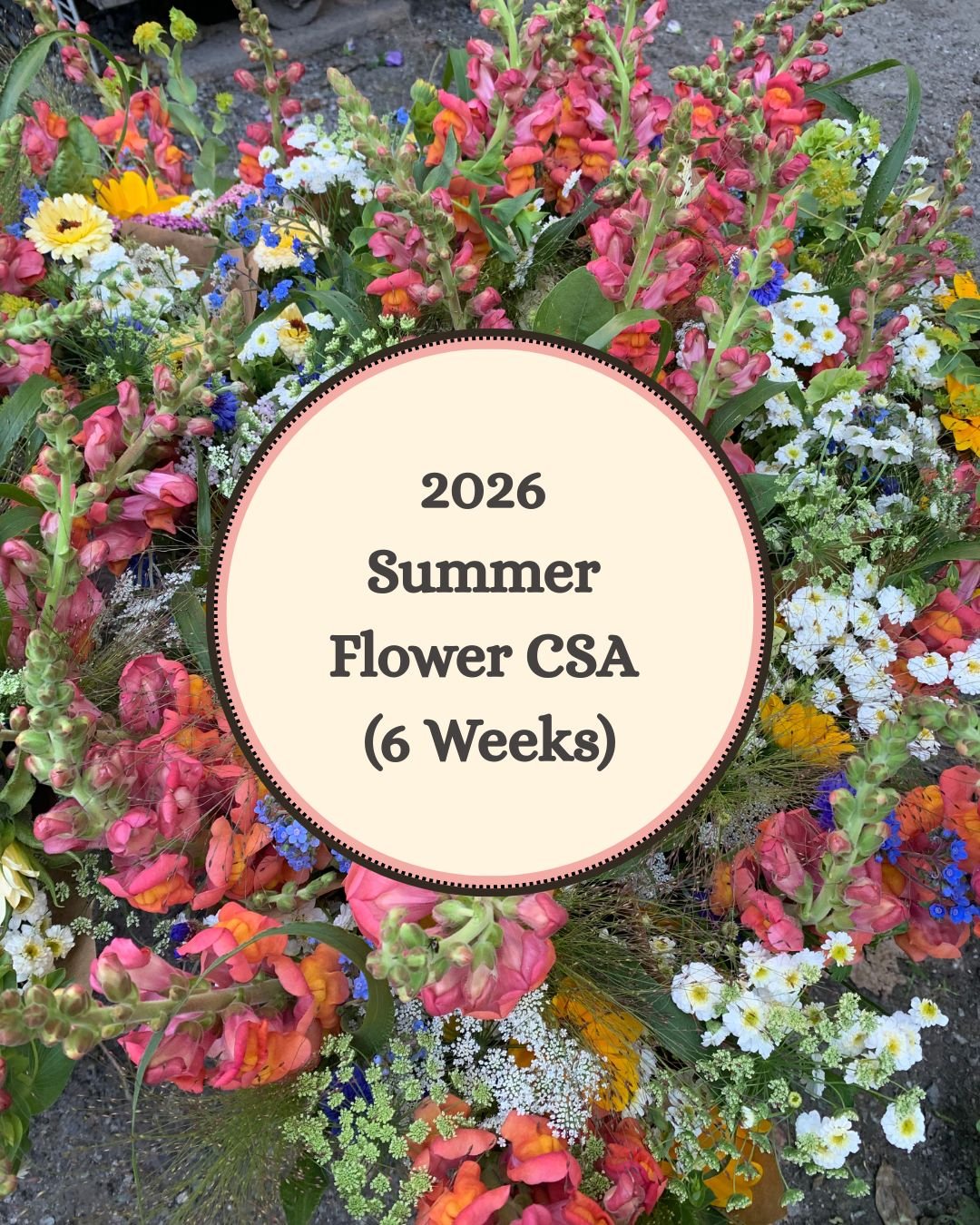 2026  Summer Flower CSA (6 weeks)