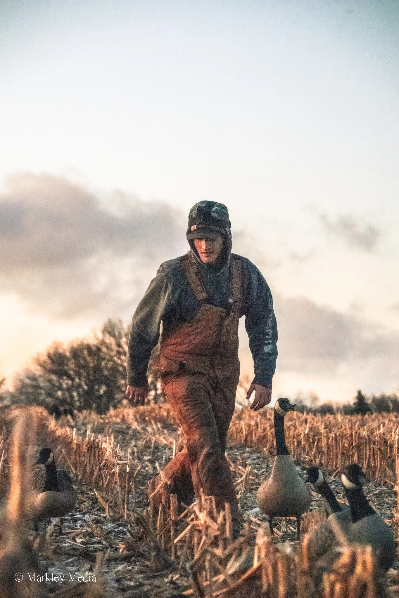 A person dressed in outdoor clothing and camouflage hat, walking through a field of harvested crops with several geese nearby at sunset.