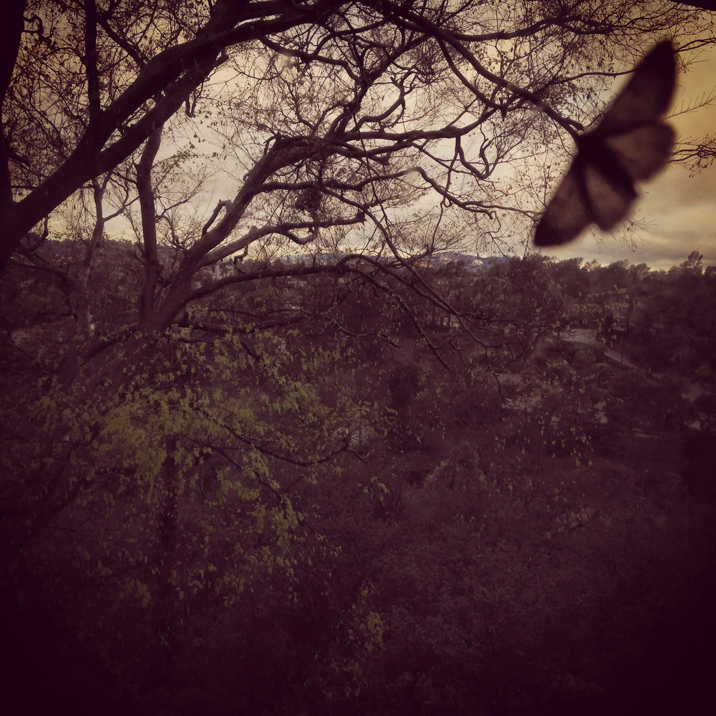 6Moth Sunrise-300dpi.jpg
