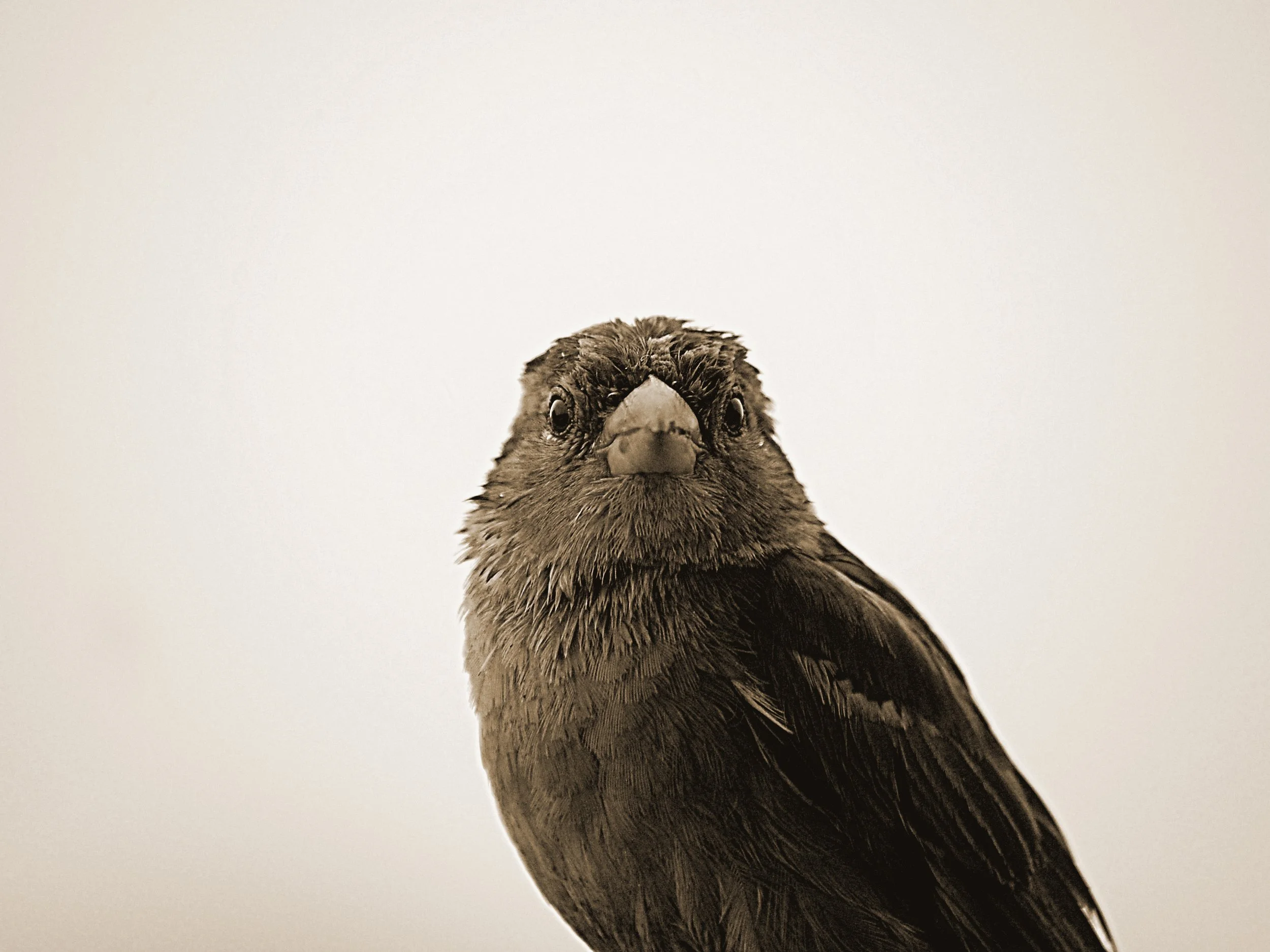 z15-bird close-dpi-164.jpg