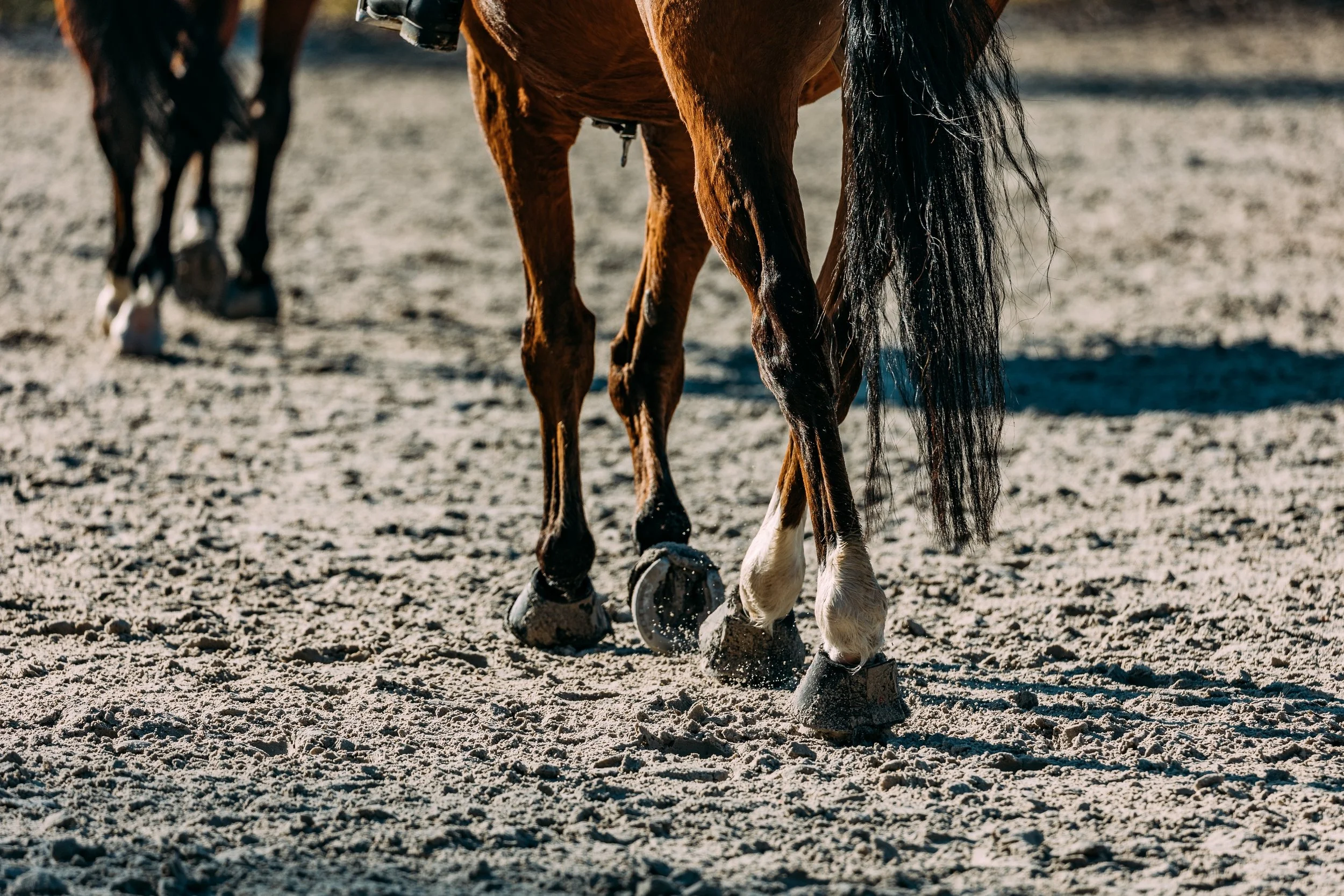 Before You Buy Arena Footing, Test the Sand