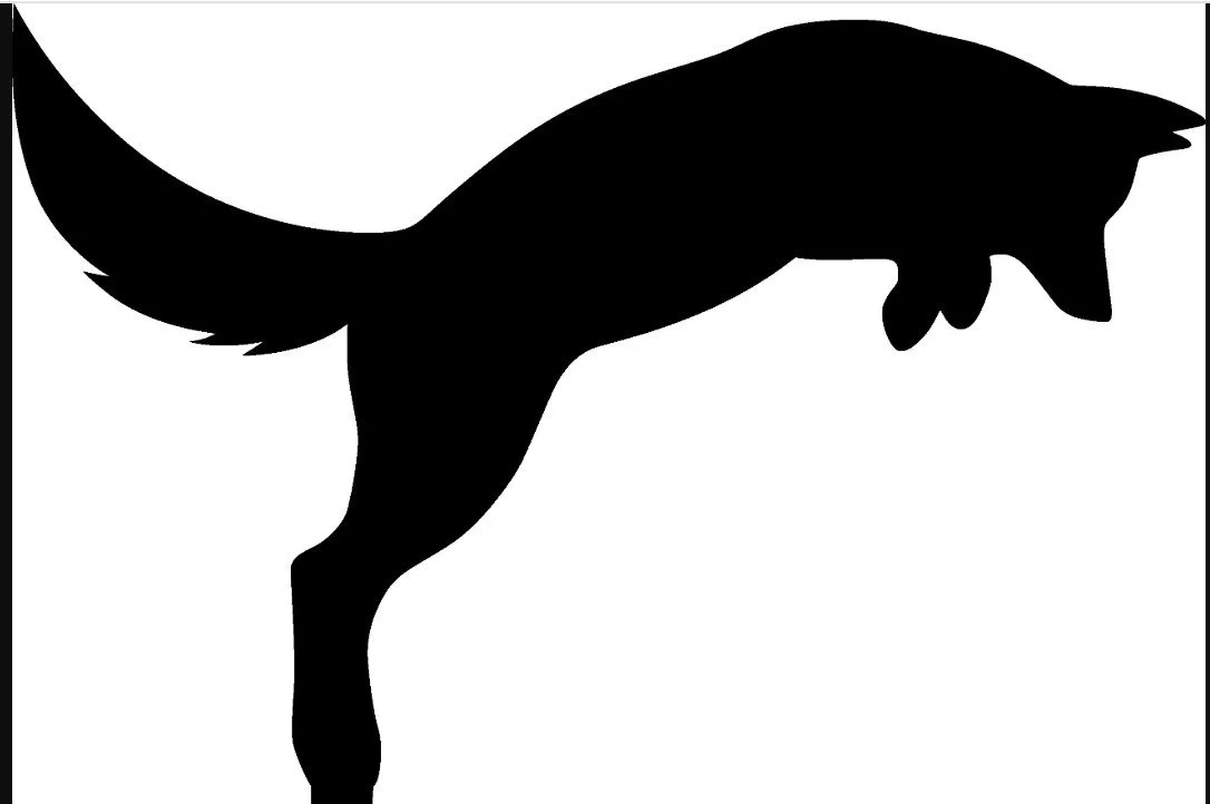 Fox jumping.jpg (Copy) (Copy) (Copy) (Copy) (Copy)