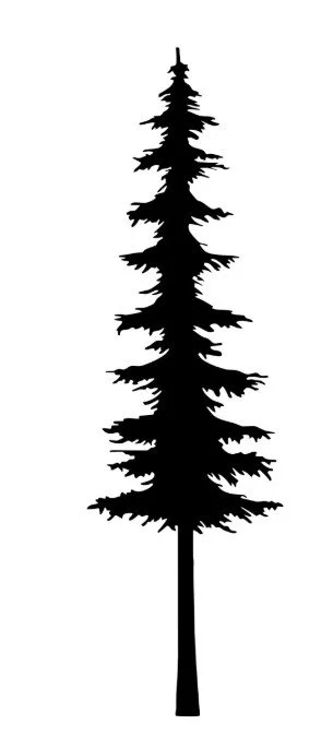 Pine tree tall and thin b.jpg (Copy) (Copy) (Copy) (Copy) (Copy)