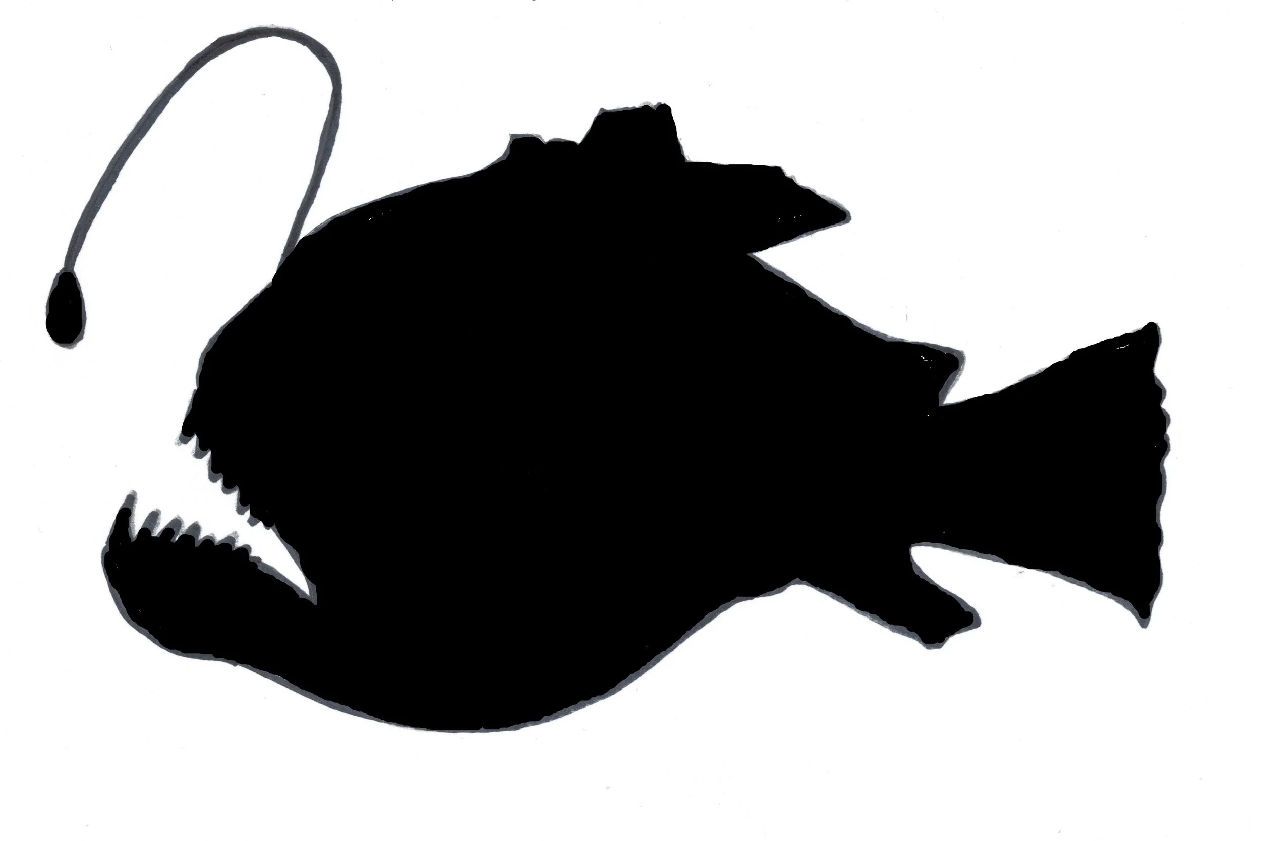 Angler fish.jpg (Copy) (Copy) (Copy) (Copy) (Copy)