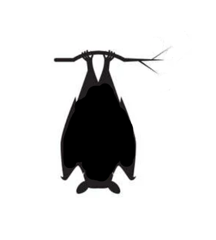 bat hanging.jpg (Copy) (Copy) (Copy) (Copy) (Copy)