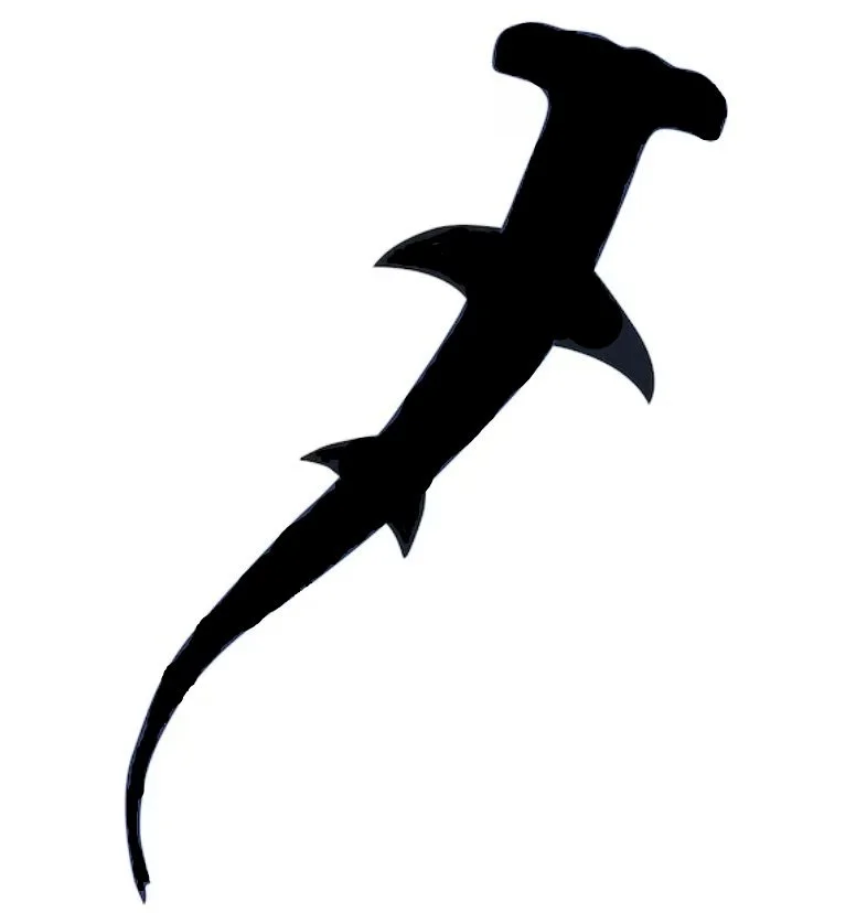 Hammerhead shark above.jpg (Copy) (Copy) (Copy) (Copy) (Copy)