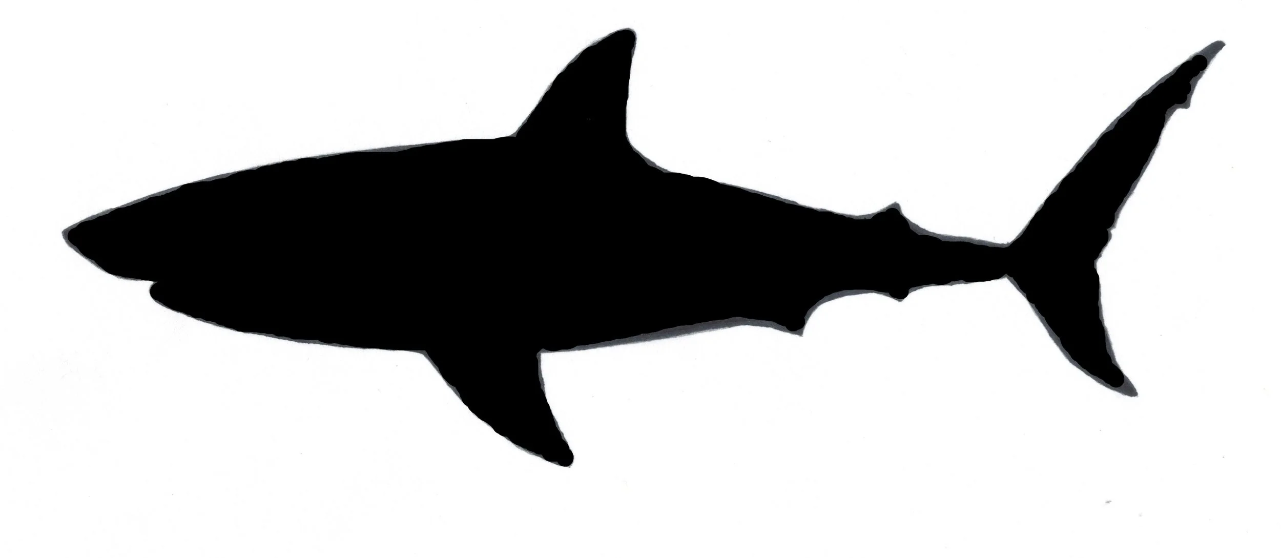 Shark Great White Large.jpg (Copy) (Copy) (Copy) (Copy) (Copy)