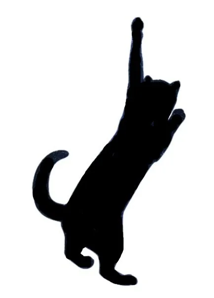 Cat reaching large.jpg (Copy) (Copy) (Copy) (Copy) (Copy)