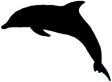 Dolphin a.jpg (Copy) (Copy) (Copy) (Copy) (Copy)