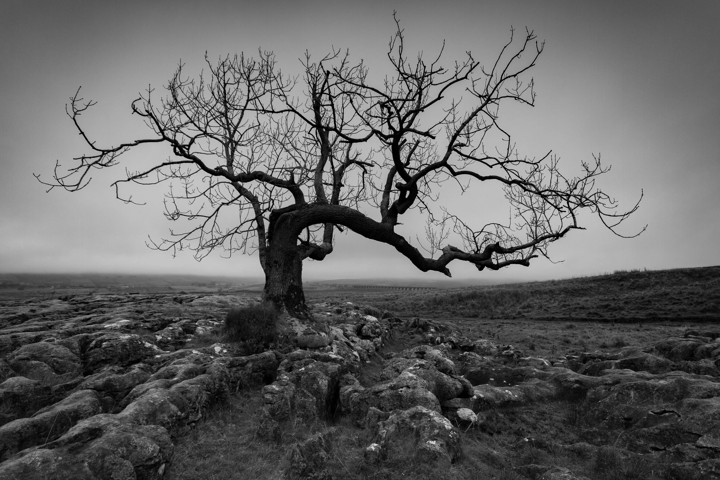 The Tree