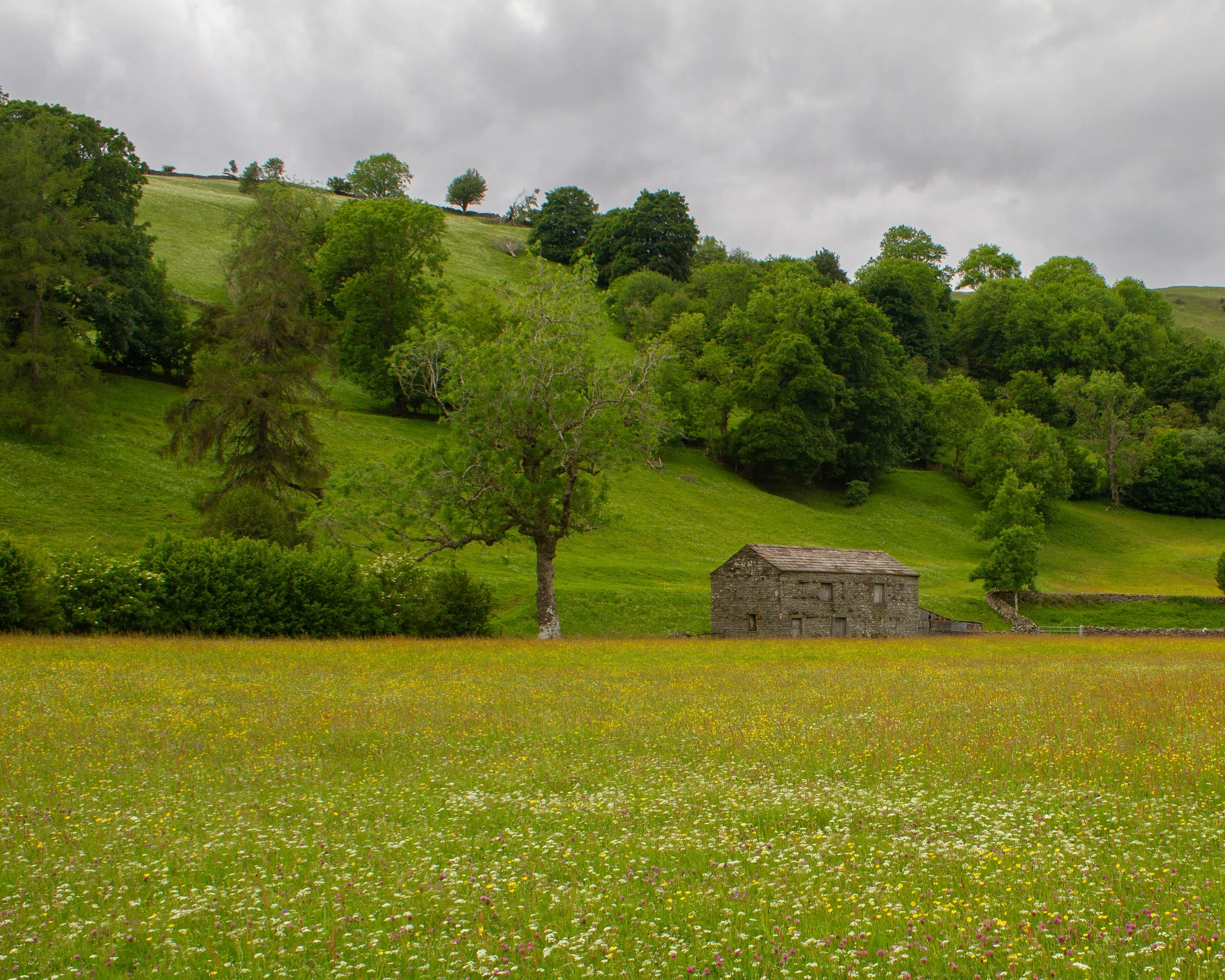 Muker Wildlife Meadows, Swaledale