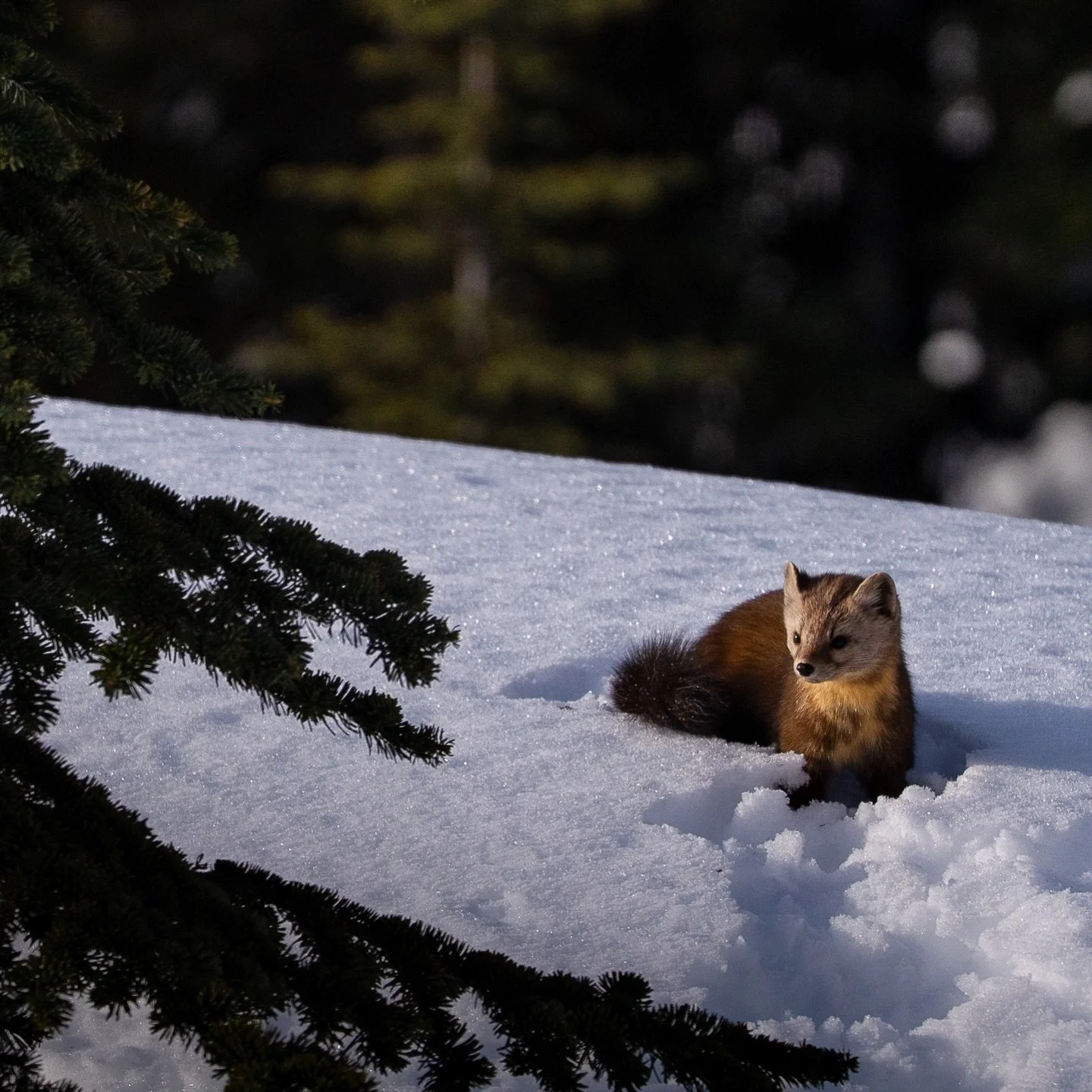 i could in fact spend a whole day watching pine martens run around 🤭