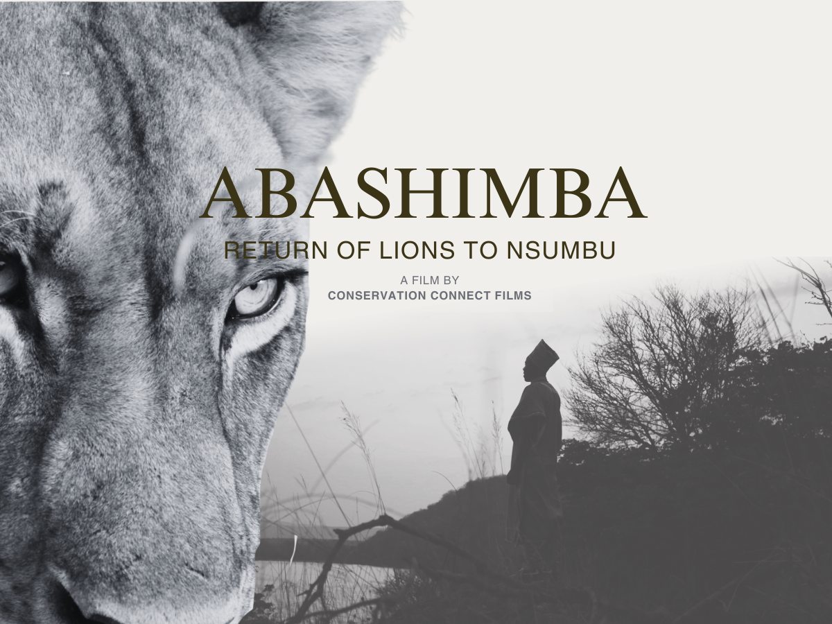 Abashimba - The Return of Lions to Nsumbu (conservation documentary, 2025)