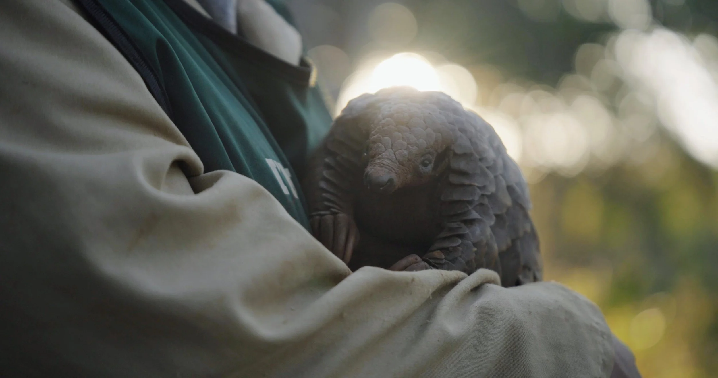 WCP Pangolin rescue and rehabilitation programme filmed by Matt Blair for Conservation Connect Films.