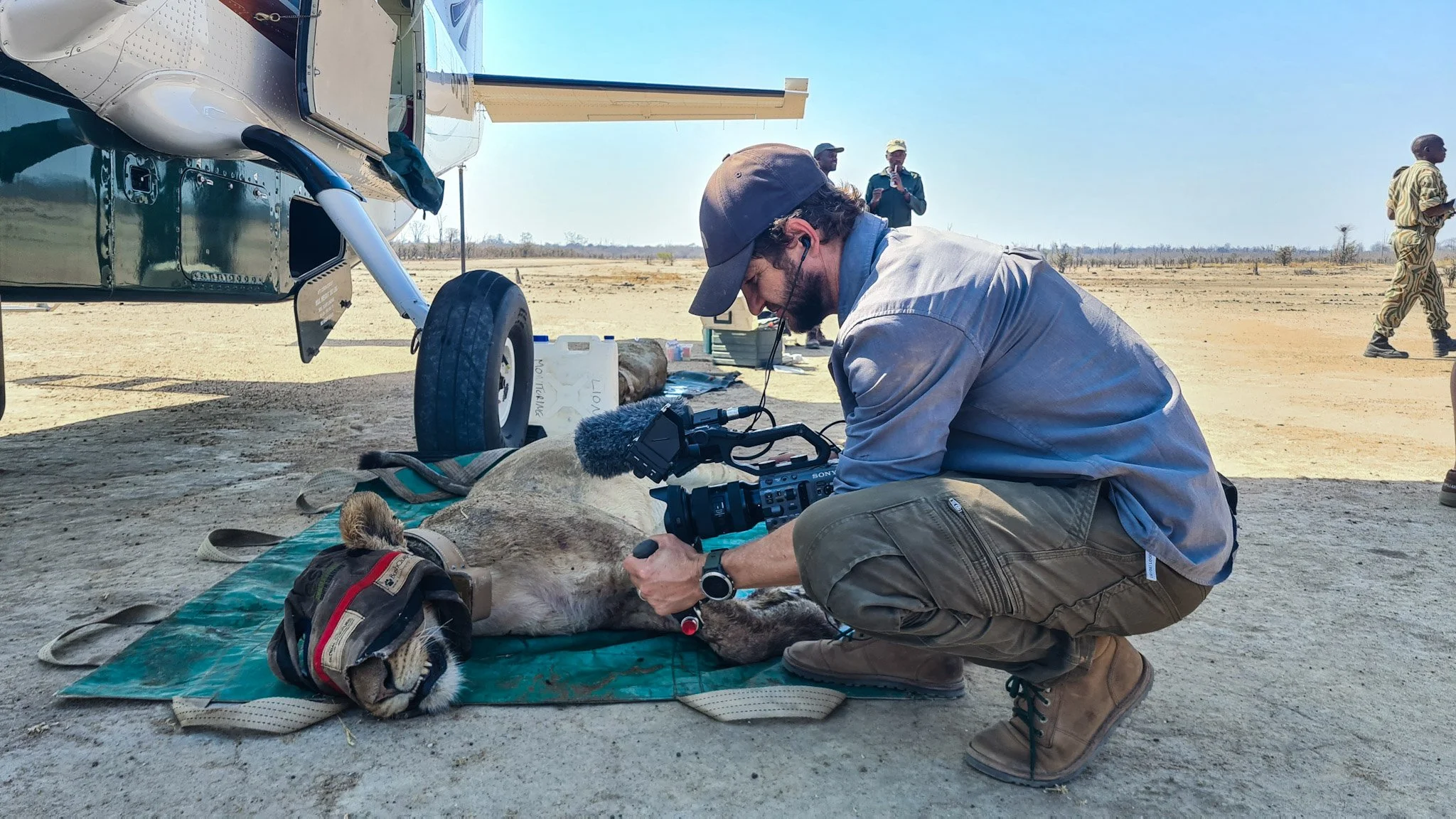 Matt Blair filming a lioness lying on a blue mat outdoors near a helicopter, with three people in the background in North Luangwa, Zambia.