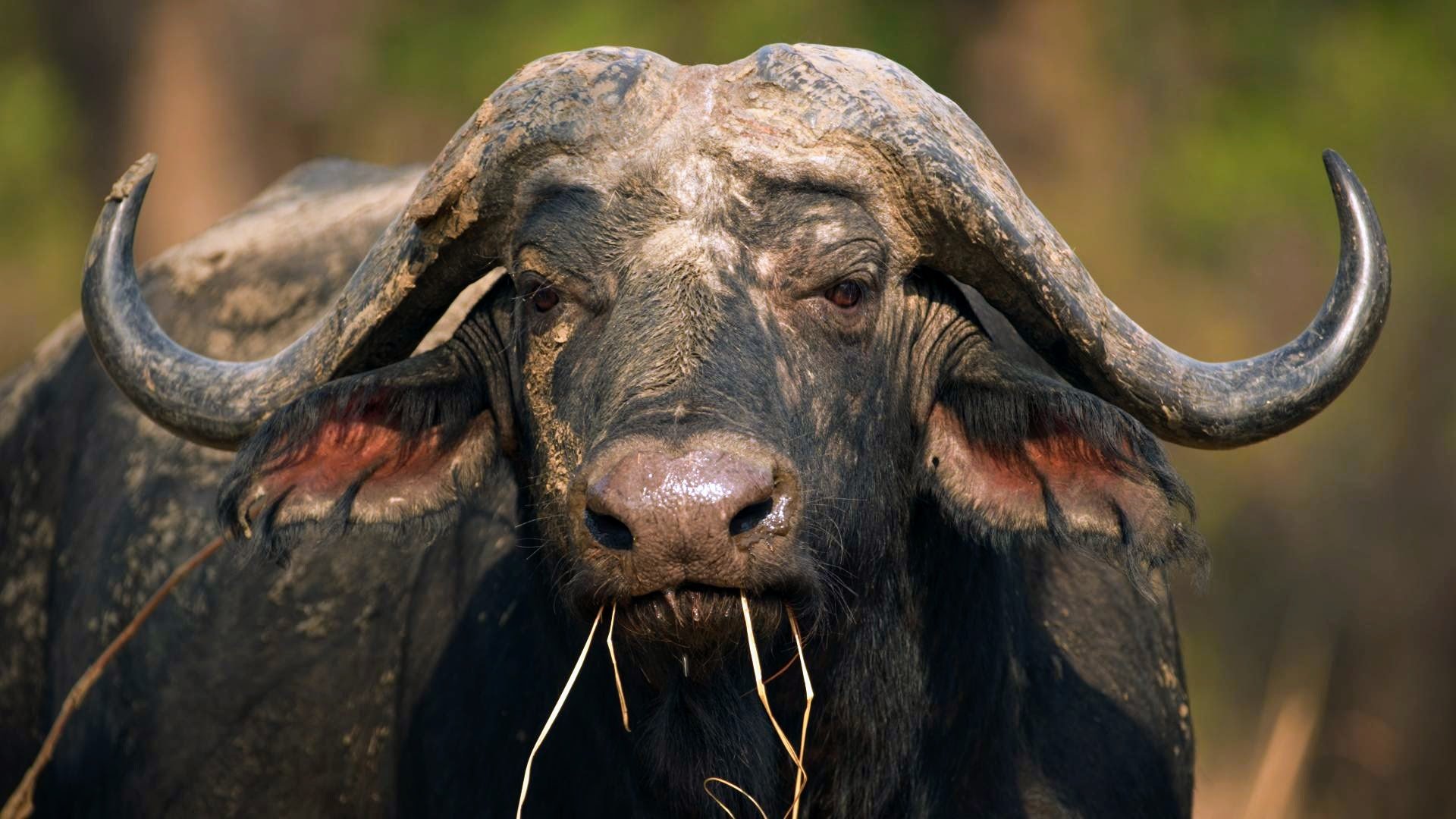 Safari promotional film created by Conservation Connect Films for Remote Africa Safaris South Luangwa Zambia.