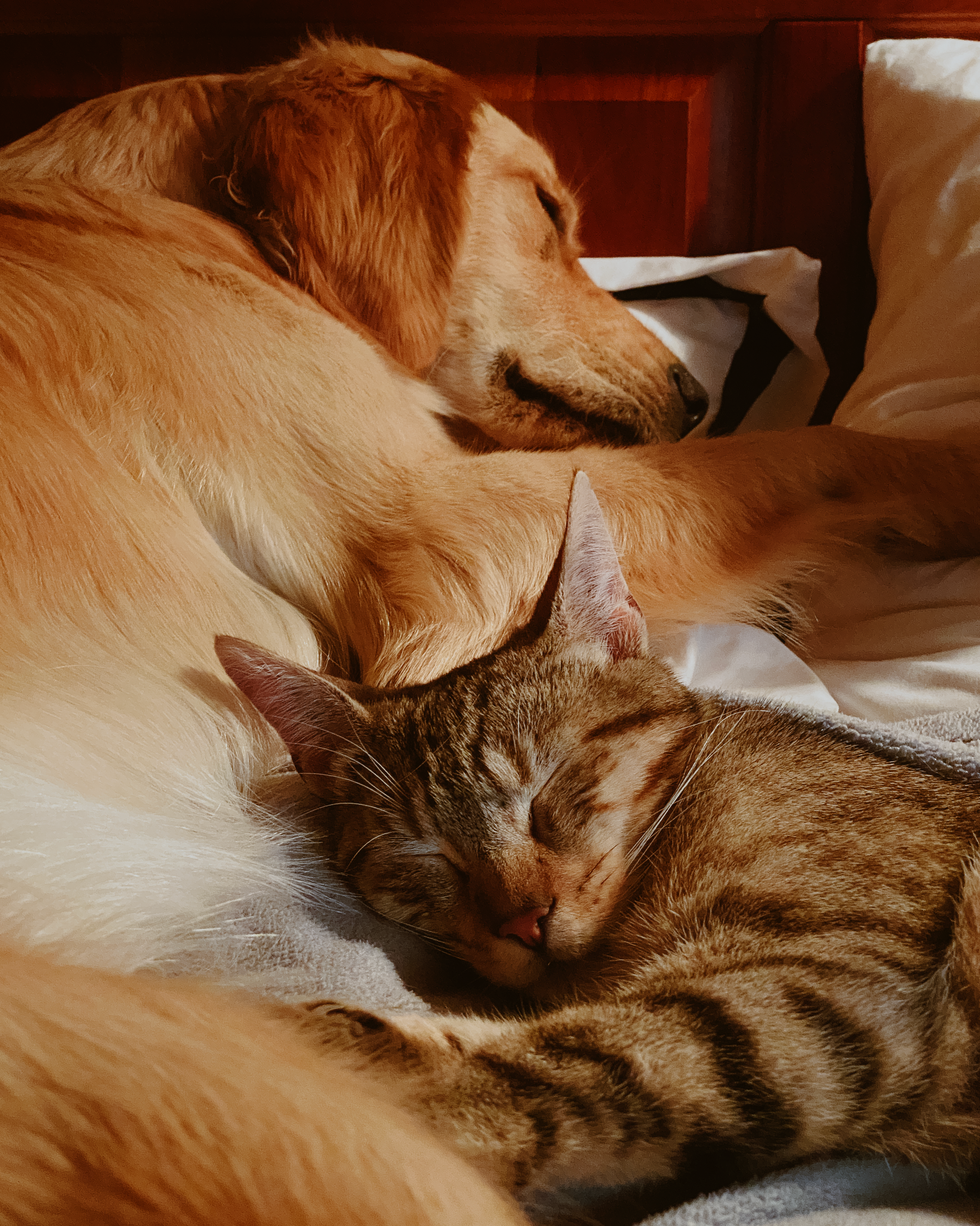 catdog 4x5.png