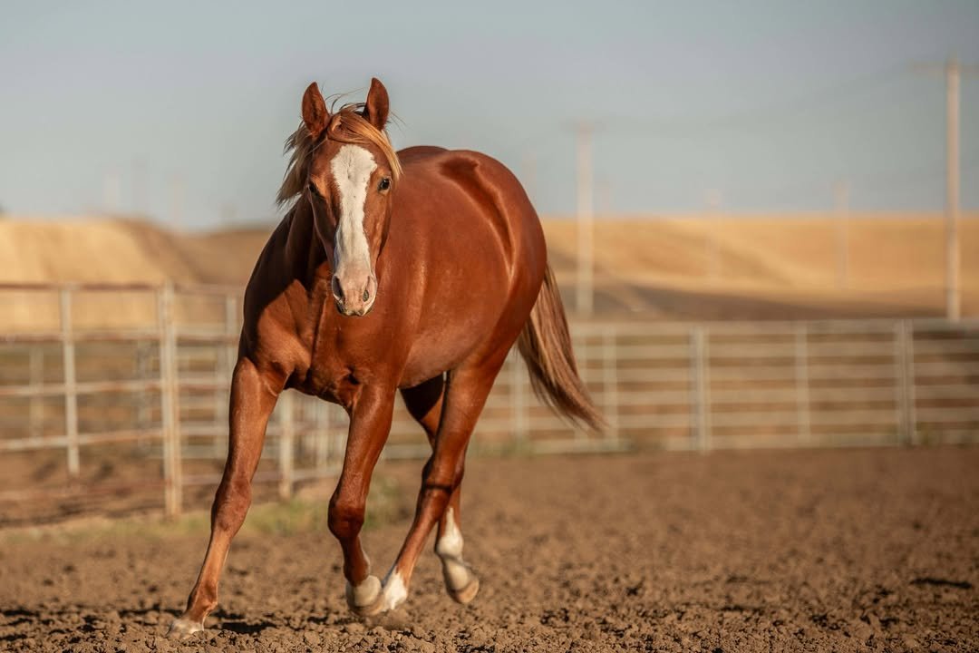 StoneCold FreddieCat