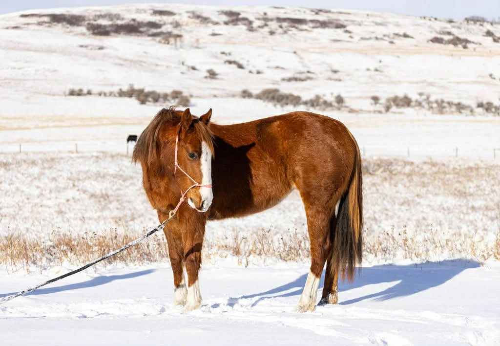 Stella (Reyzin Resilience)