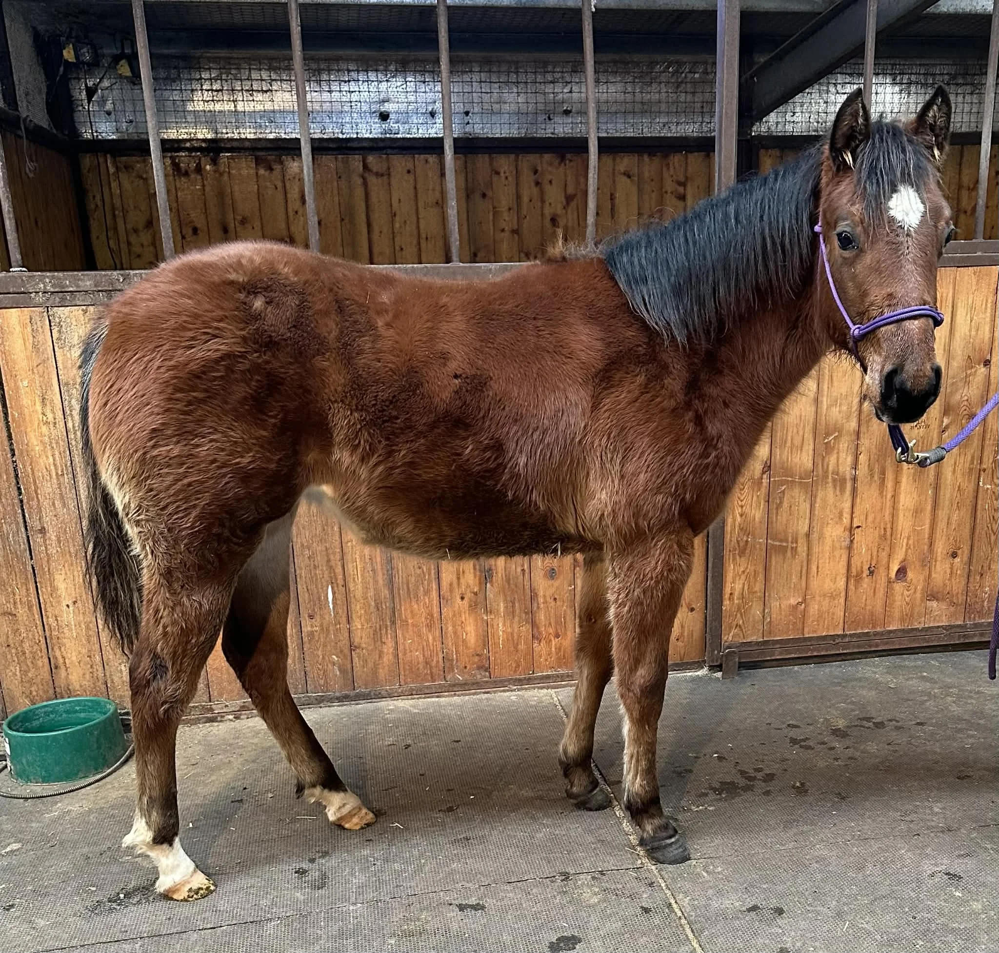 LNTS LenasGreat Pine