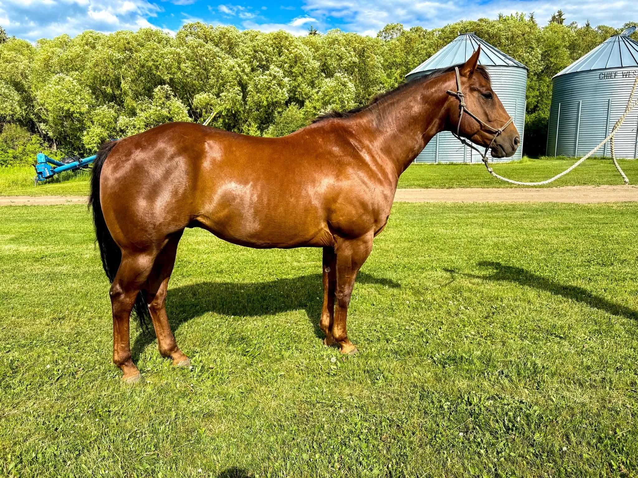 2018 Head Horse