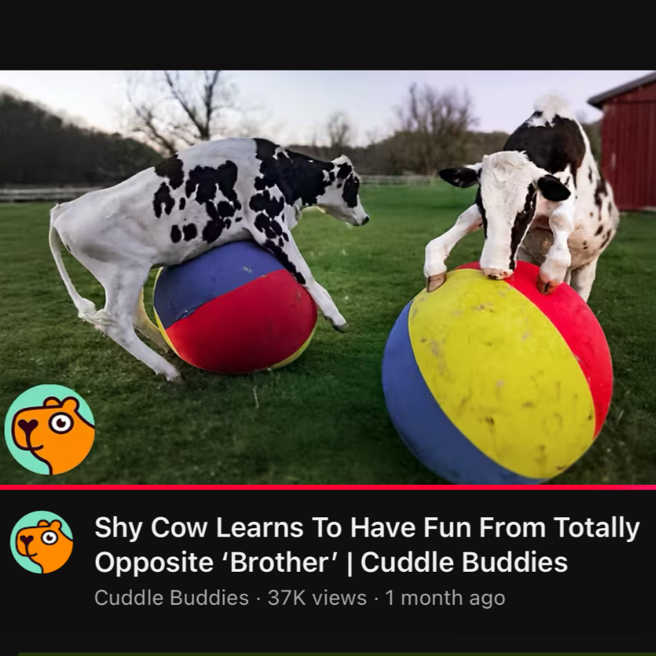 Thanks to Cuddle Buddies for sharing Dune &amp; Cove’s story!