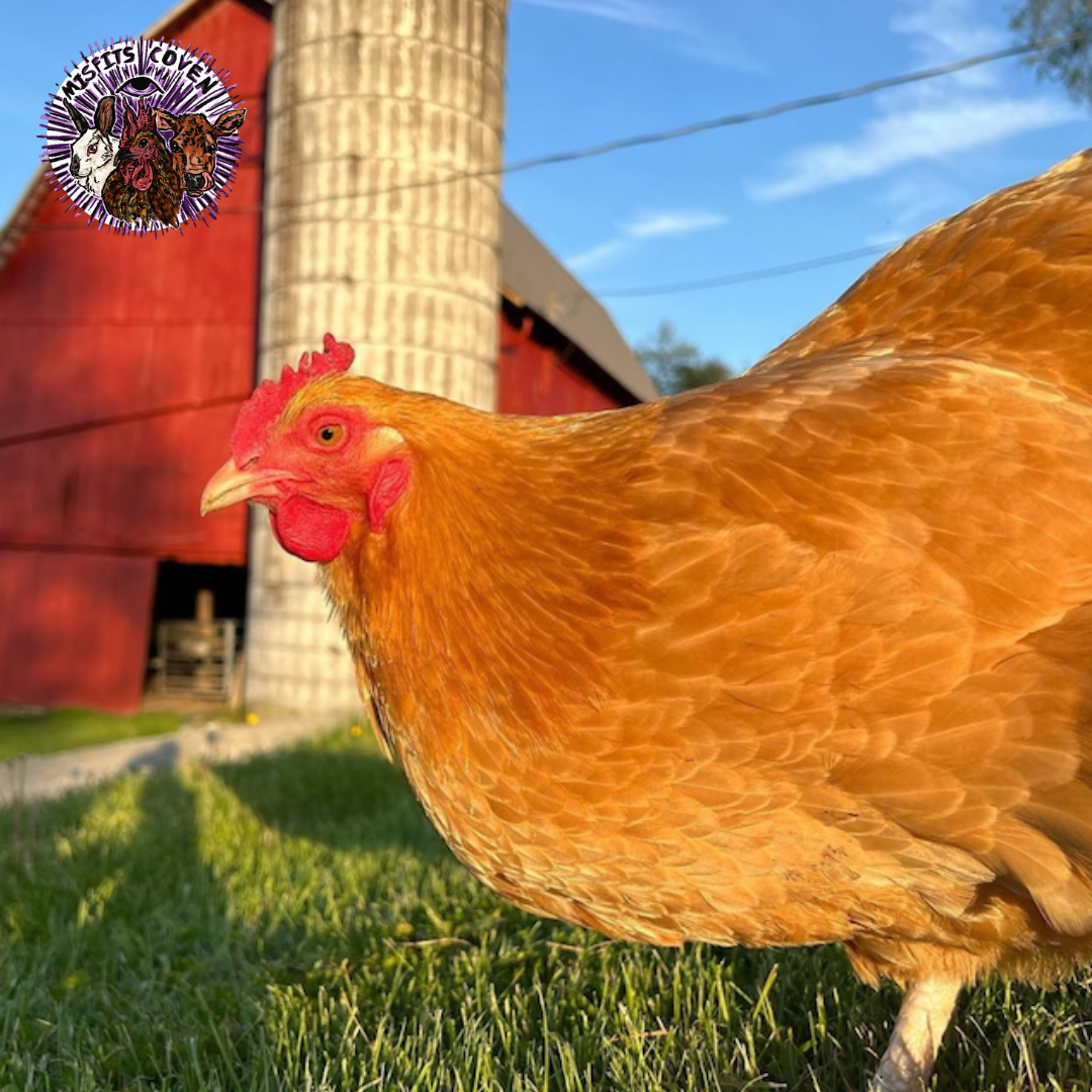 🕊️🤍🕯️Blanche 🕯️🤍🕊️