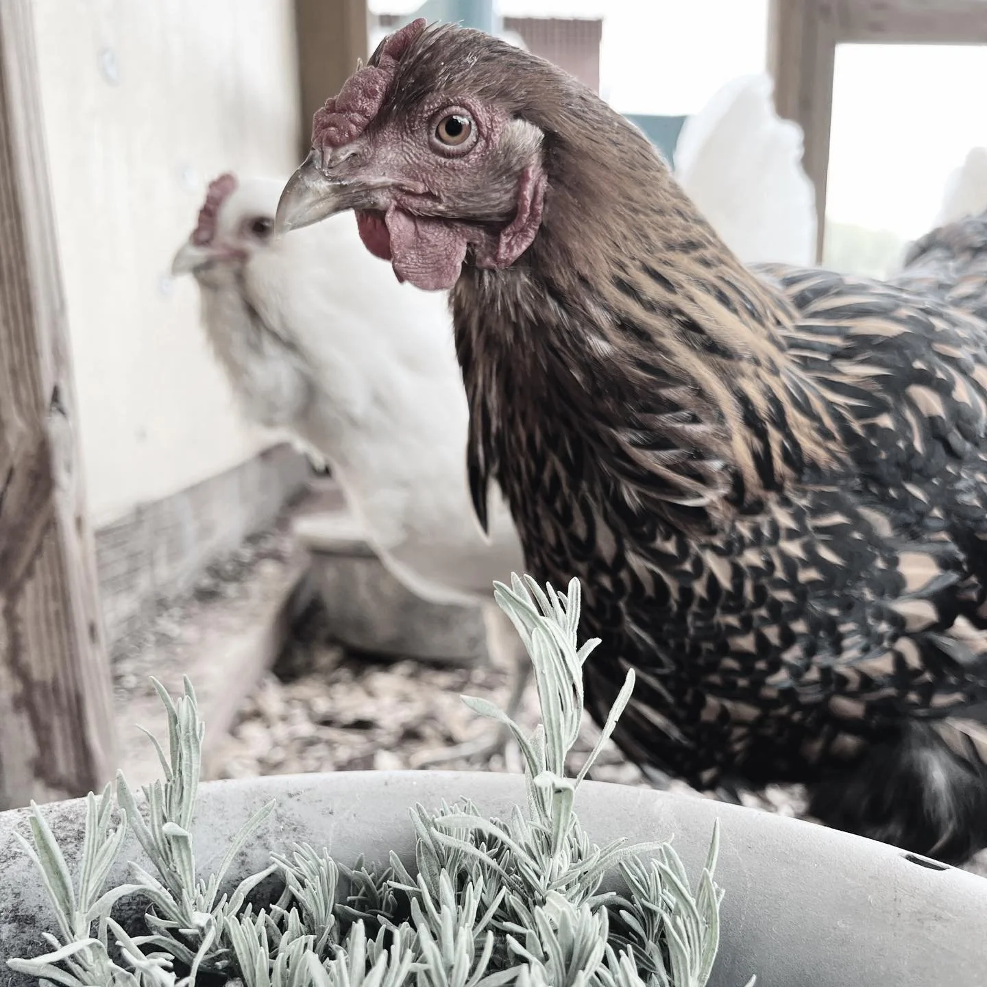 🕊️🤍🕯️ Ethel 🕯️🤍🕊️