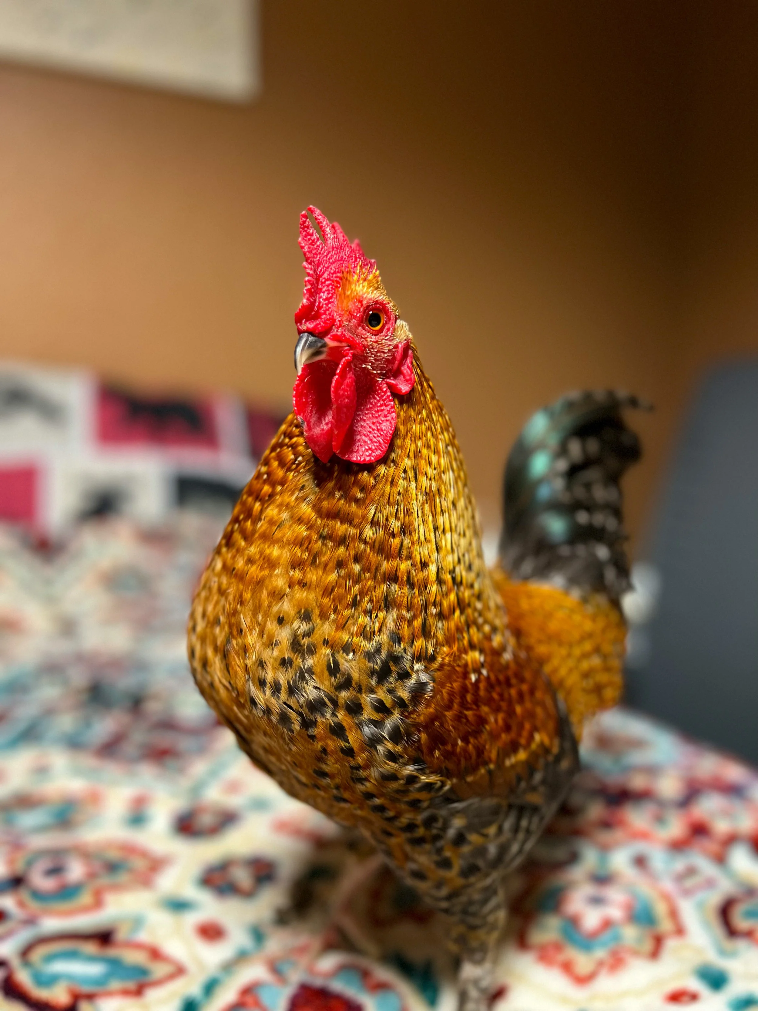 🕊️🤍🕯️Bodhi 🕯️🤍🕊️