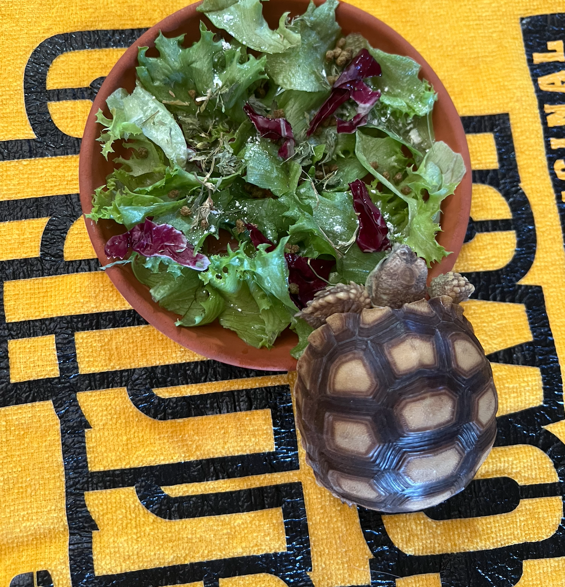 tortsaladd.png