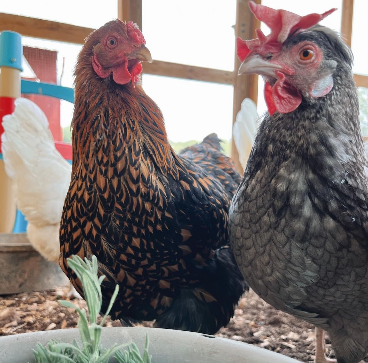 Screenshot 2026-02-21 at 12.54.37.png