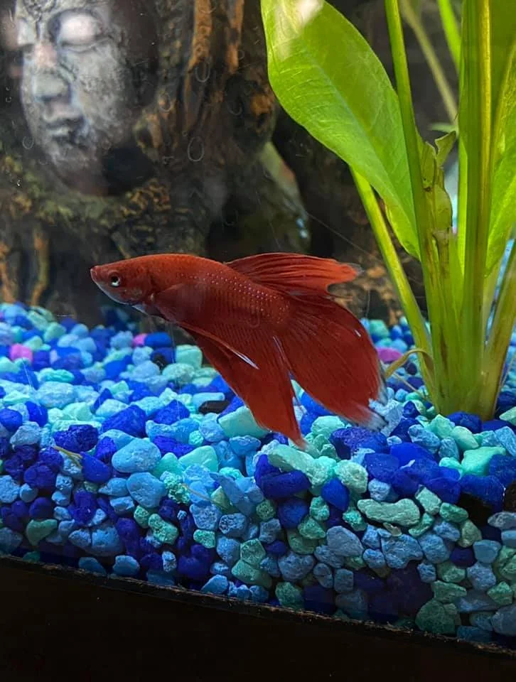 🕊️🤍🕯️ Jinx  🕯️🤍🕊️