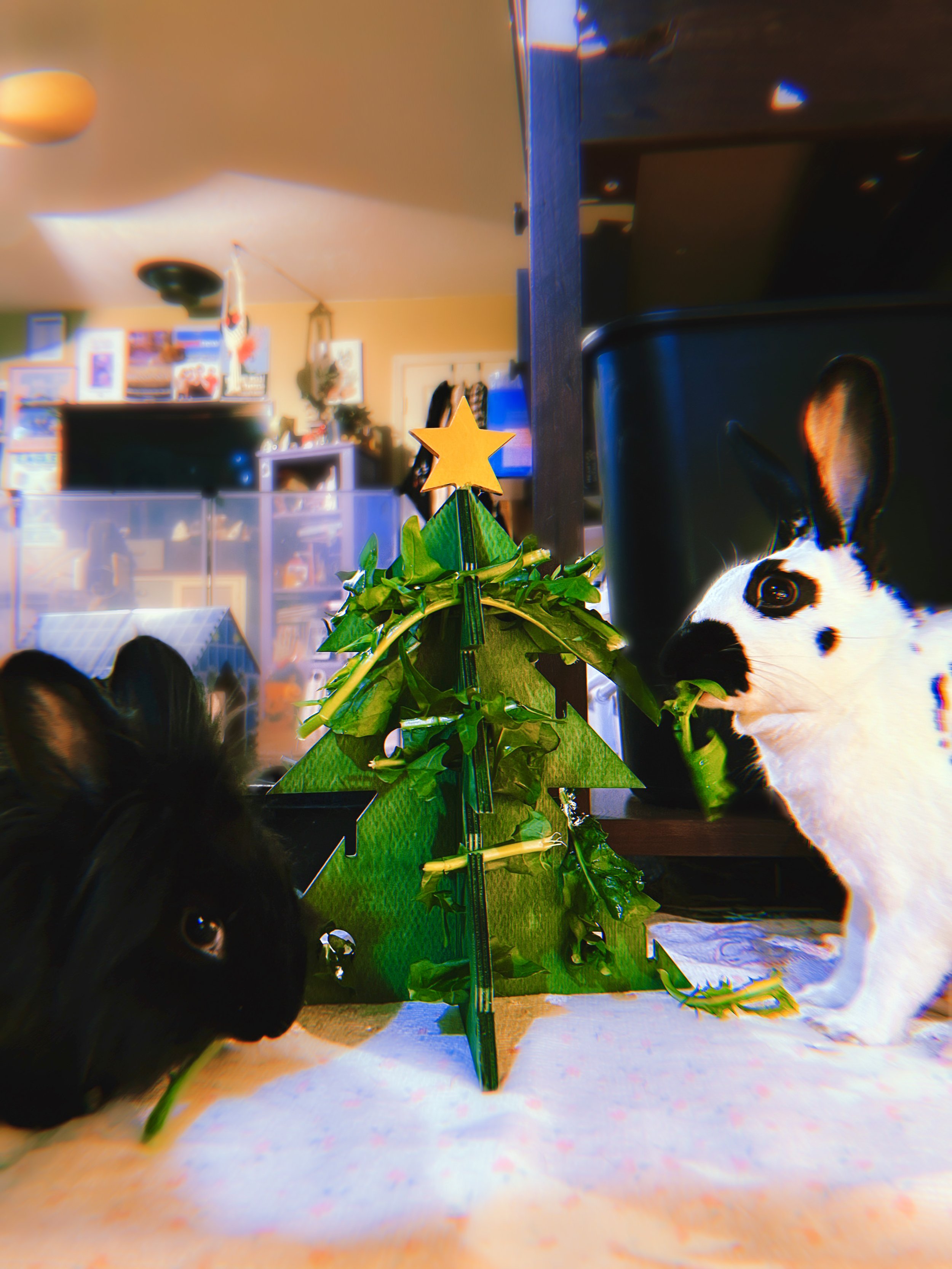 3557D716-5B07-4637-90BB-0AB29808F3E0 copy.JPEG