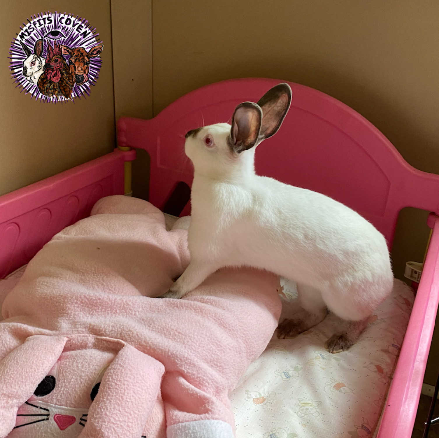 🕊️🤍🕯️ Runa 🕯️🤍🕊️