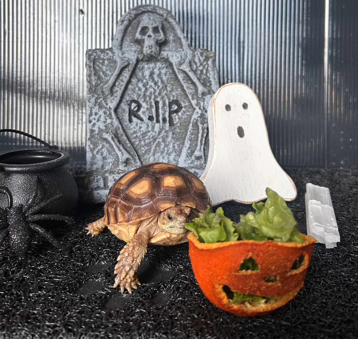 tortspookyy.png