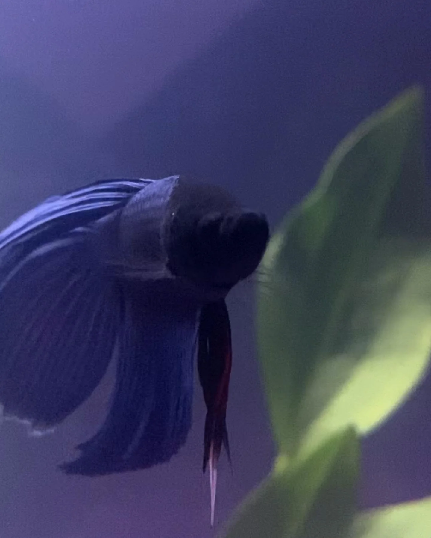 🕊️🤍🕯️ Hex 🕯️🤍🕊️