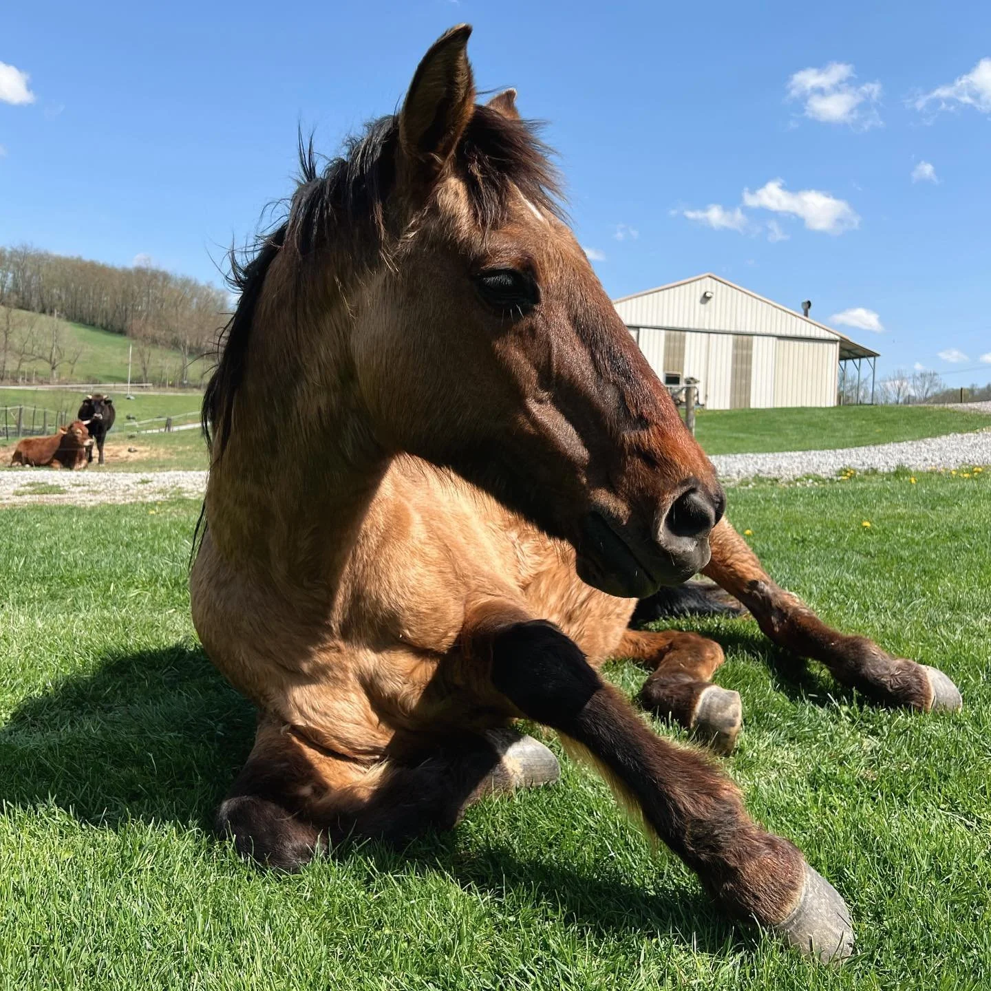 🕊️🤍🕯️ Sage 🕯️🤍🕊️