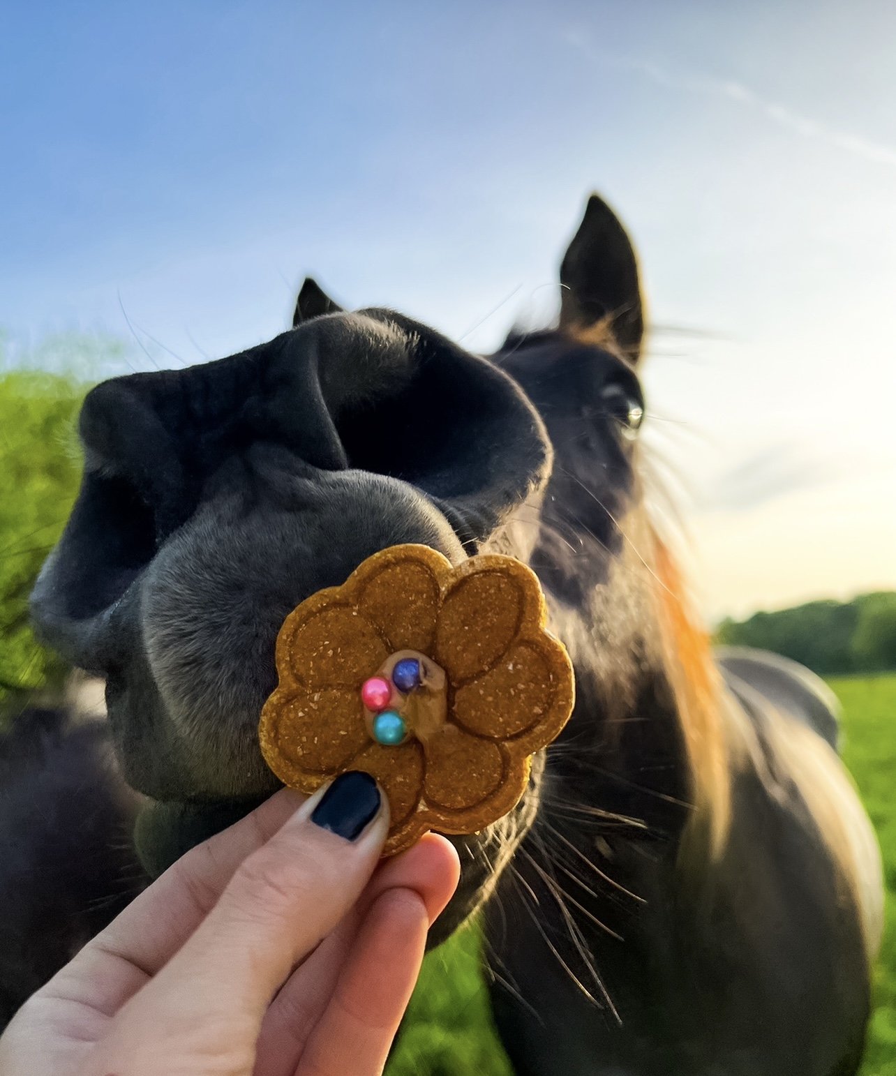 Paprika with Whisk & Whiskers Bakery cookie