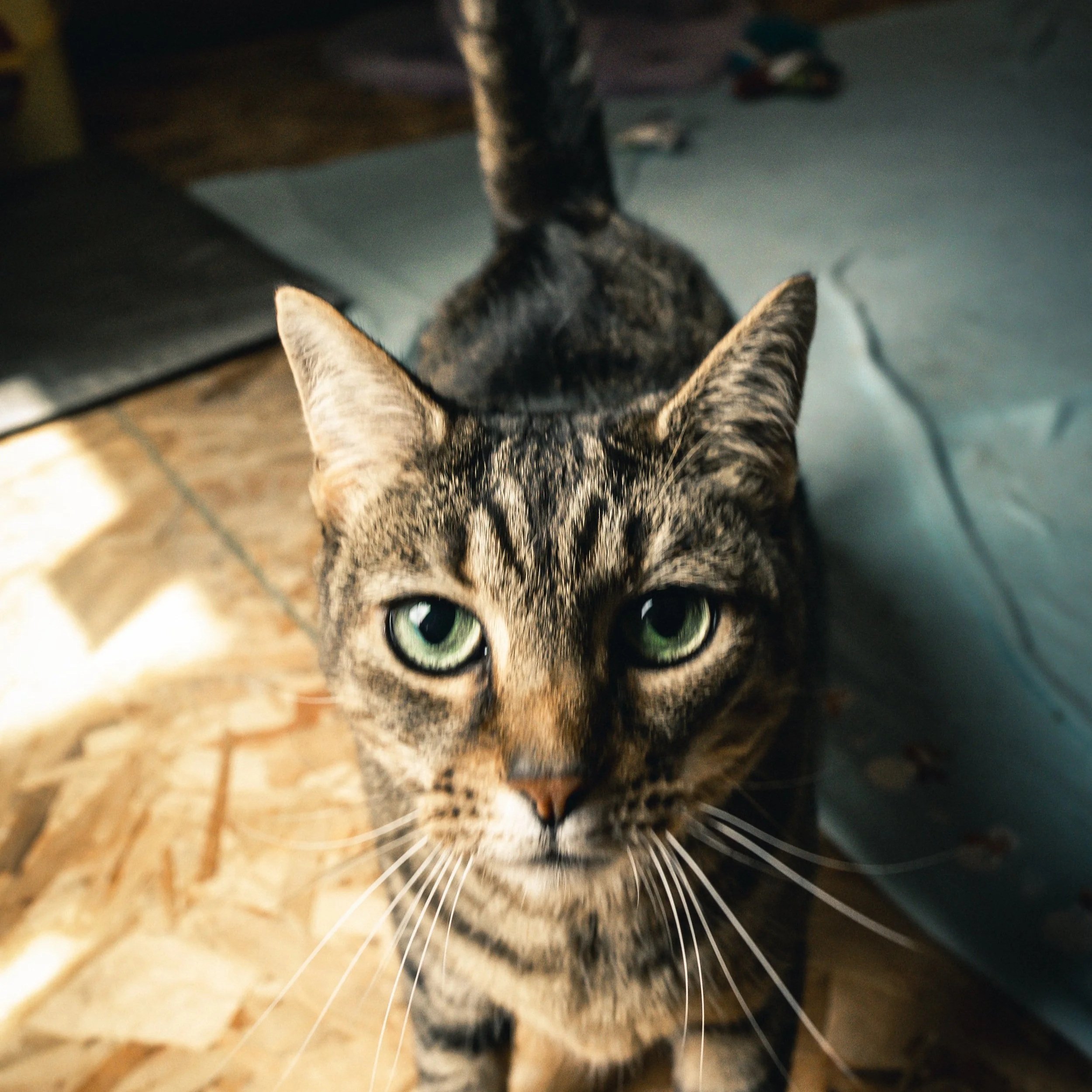 Tillie