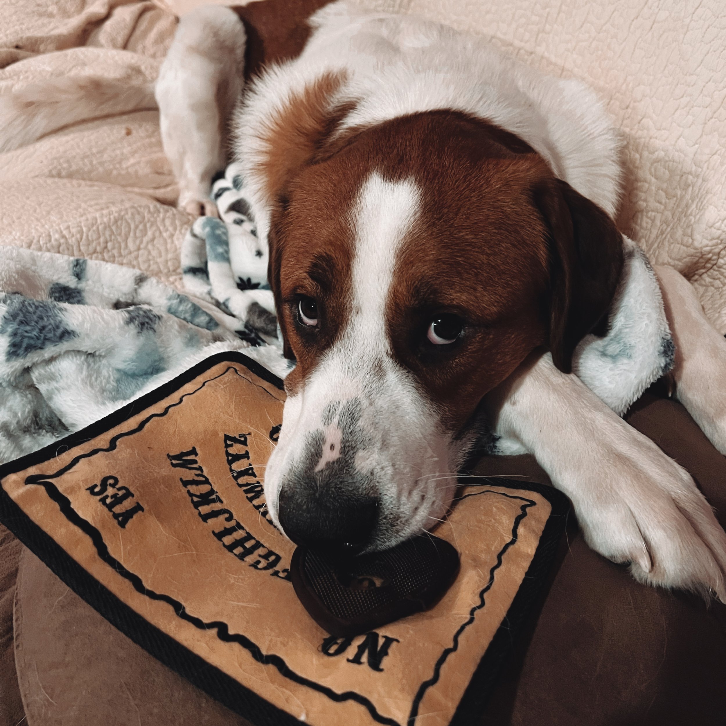 18341190-8071-4BDF-9EA7-376D5B4A1088 copy 2.JPG